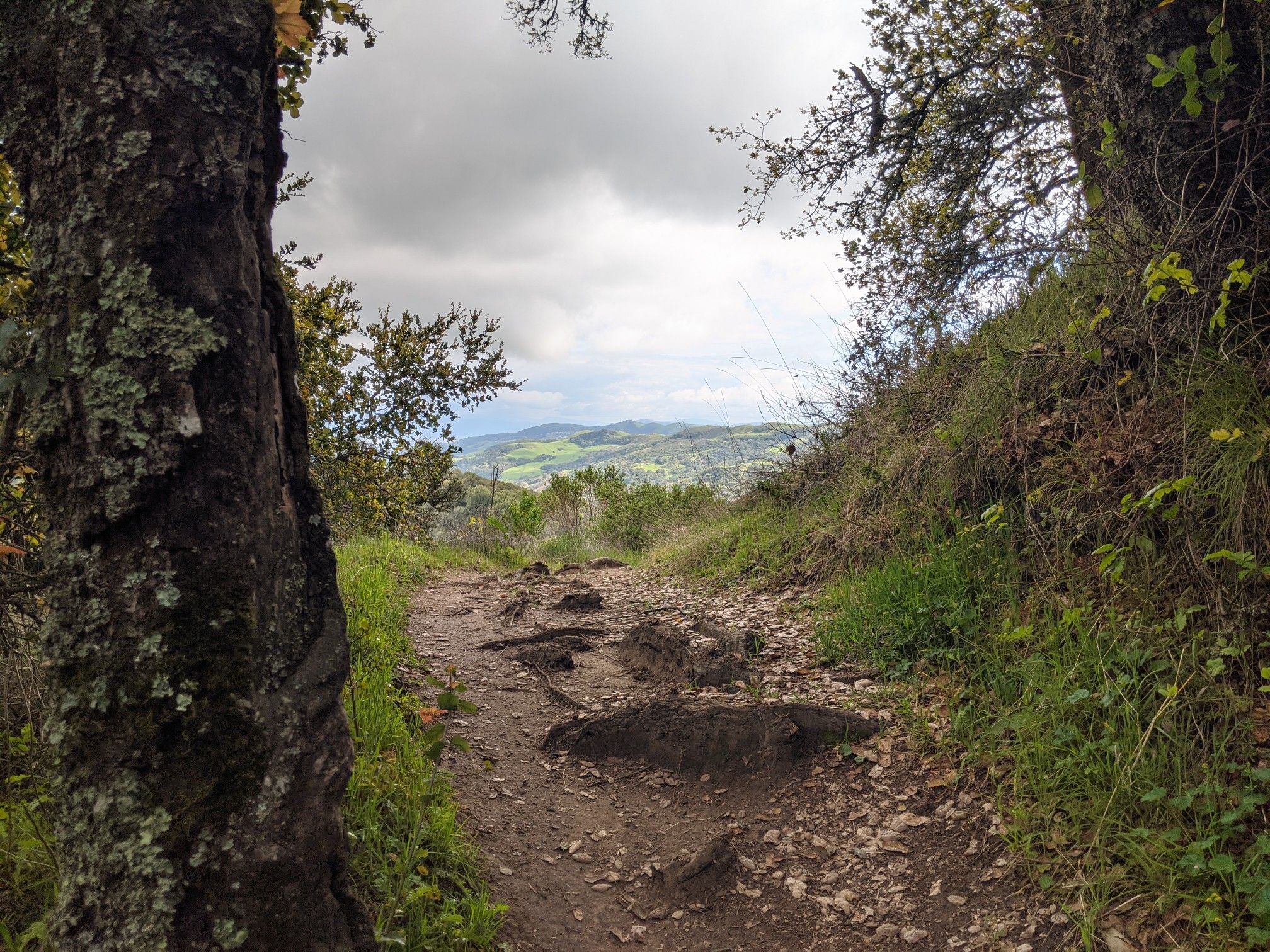 Overcast view of a rocky dirt path framed by trees, leading to hills. - Bollinger Creek to Calaveras Ridge Trail Loop