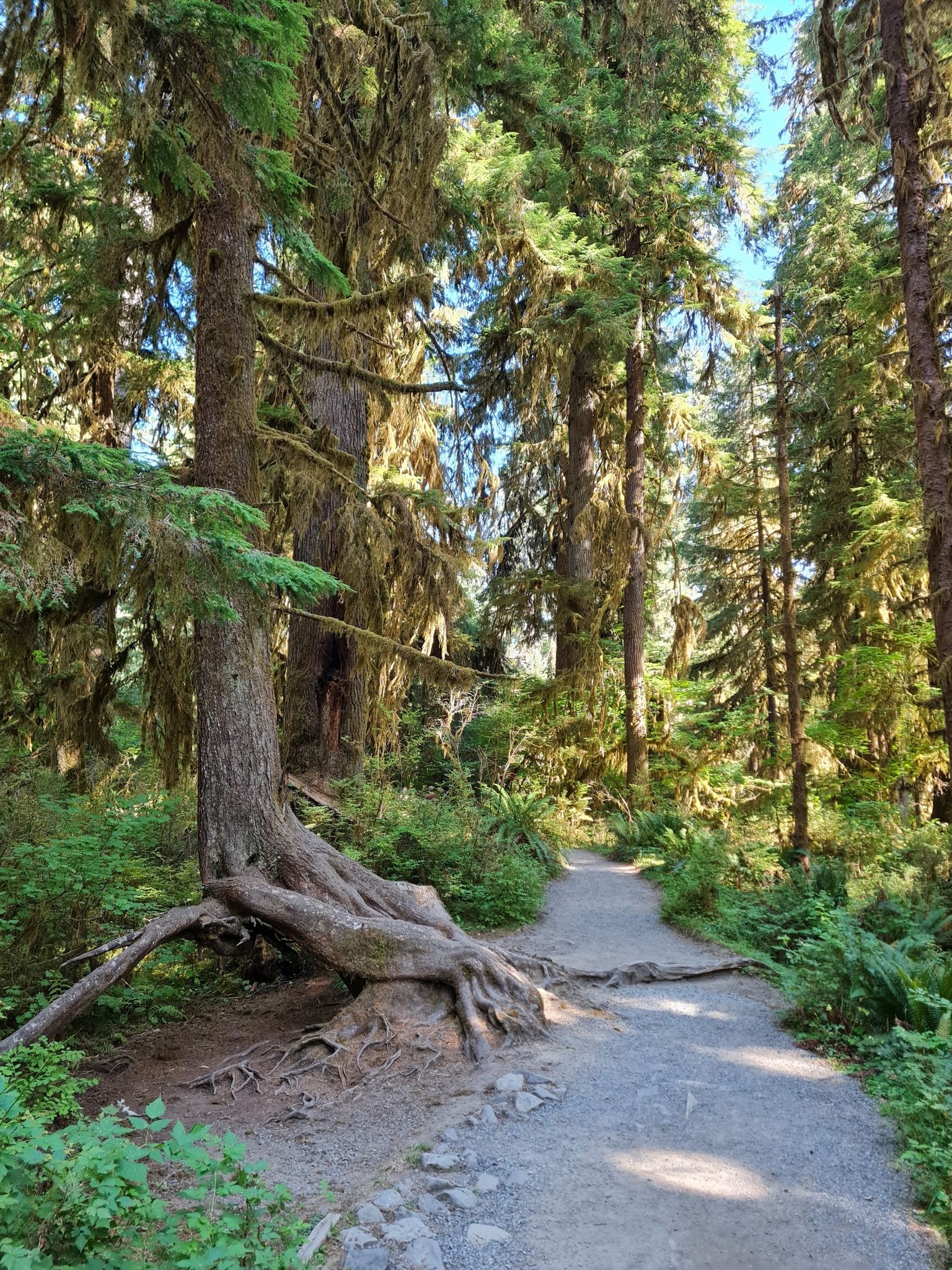A sunlit forest path winds past a large tree with exposed roots. - Hall of Mosses and Spruce Nature Trail Loop
