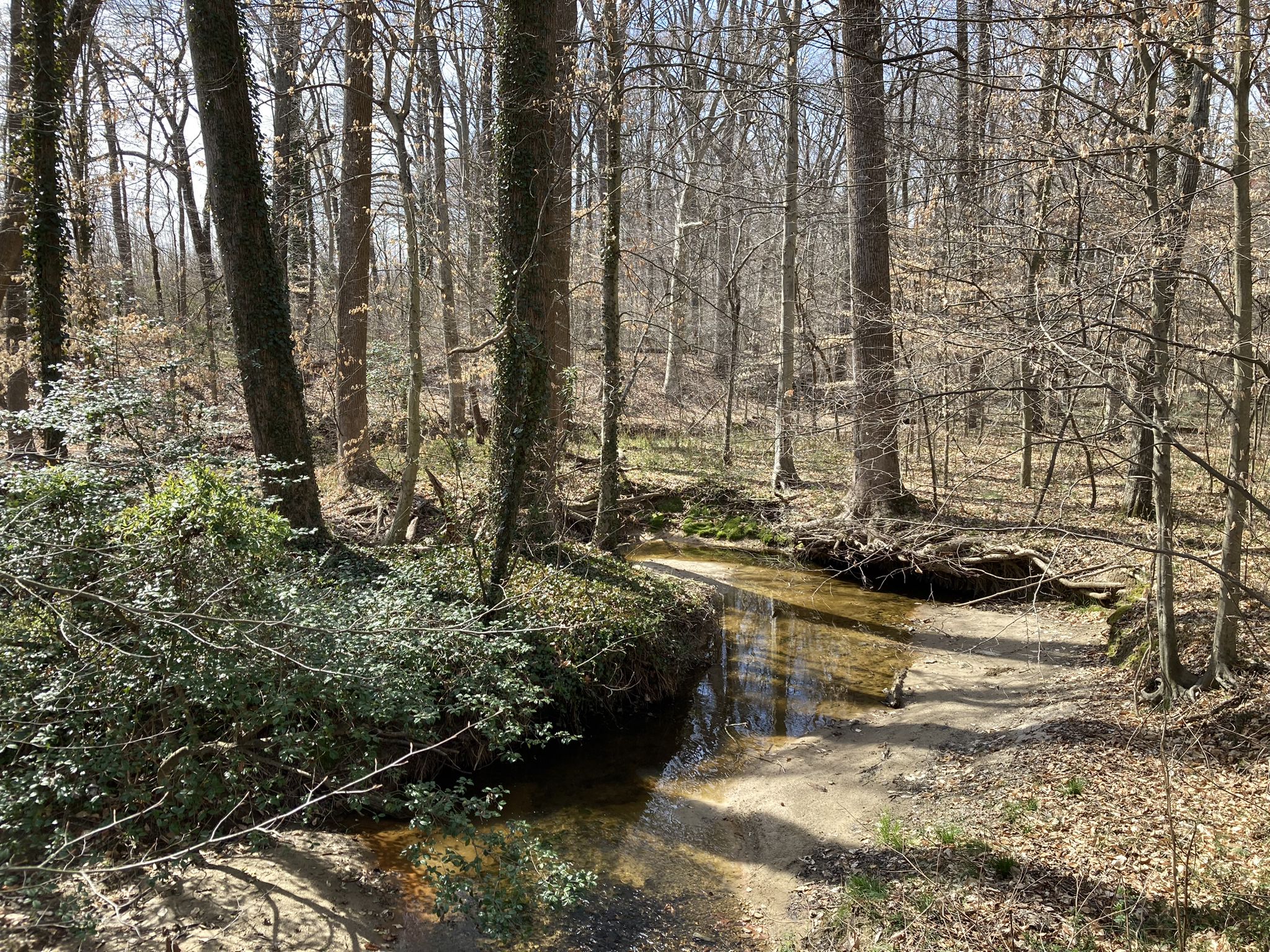 A shallow stream winds through a bare forest under dappled sunlight. - Tuckahoe Valley, Creekside Cliff, and Anna's Trail Loop