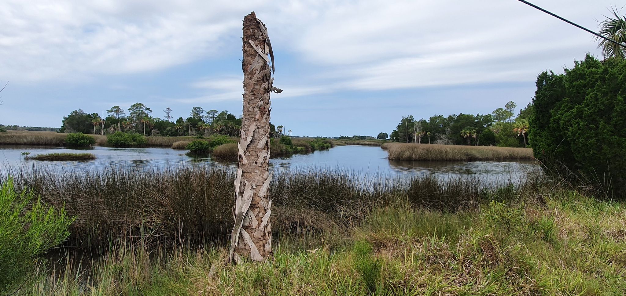 Dead palm trunk in foreground, calm river with marsh grass, cloudy sky. - Dixie Shores Trails