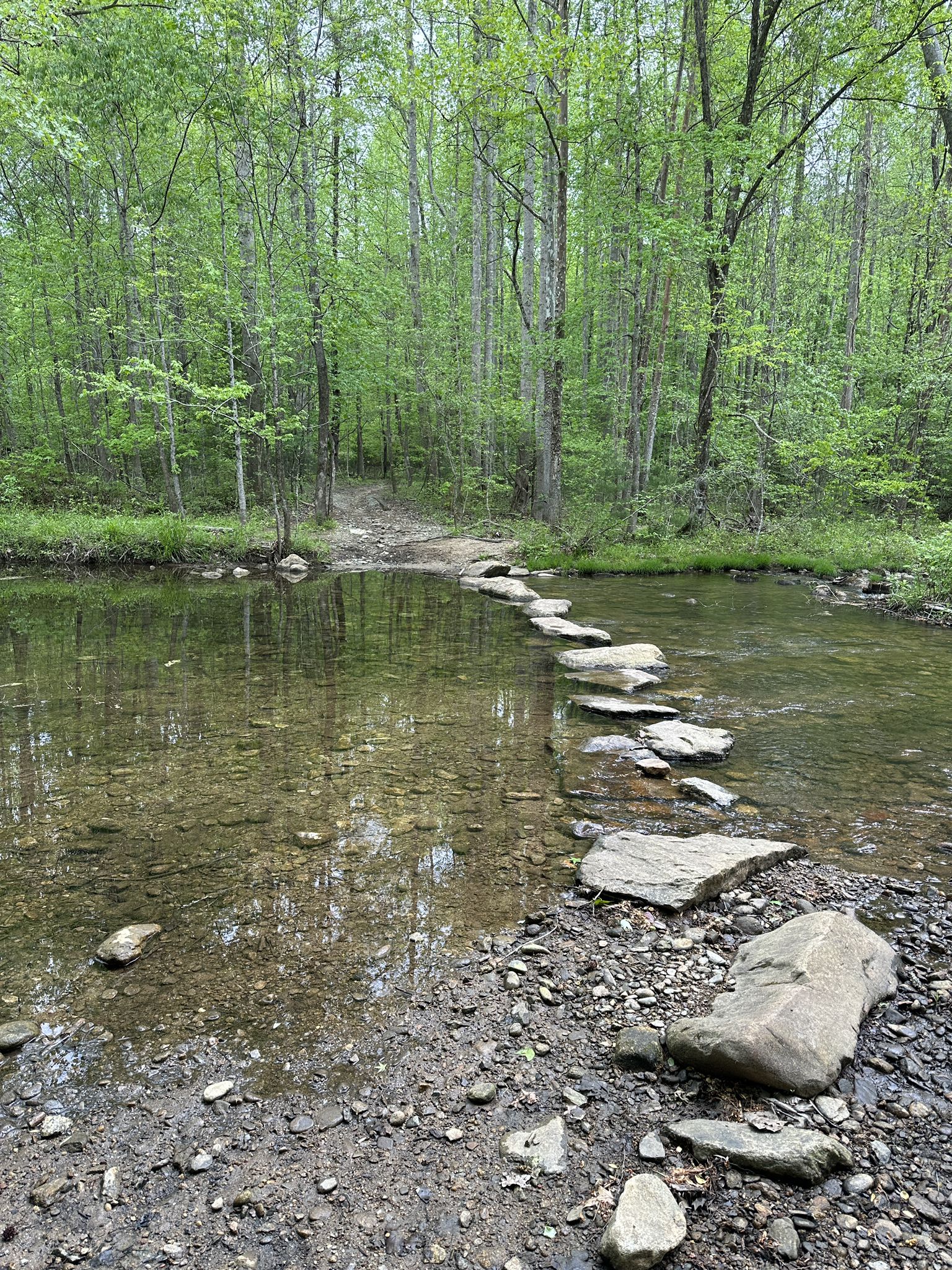Stepping stones cross a clear stream leading to a green forest path under diffused light. - Raven Rock, Turkey Ridge and Saddleback Trail Loop