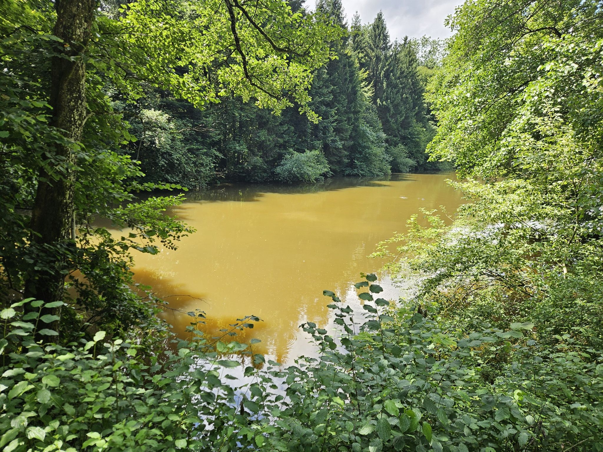 Burgerweiher (gestauter Fabrikweiher)