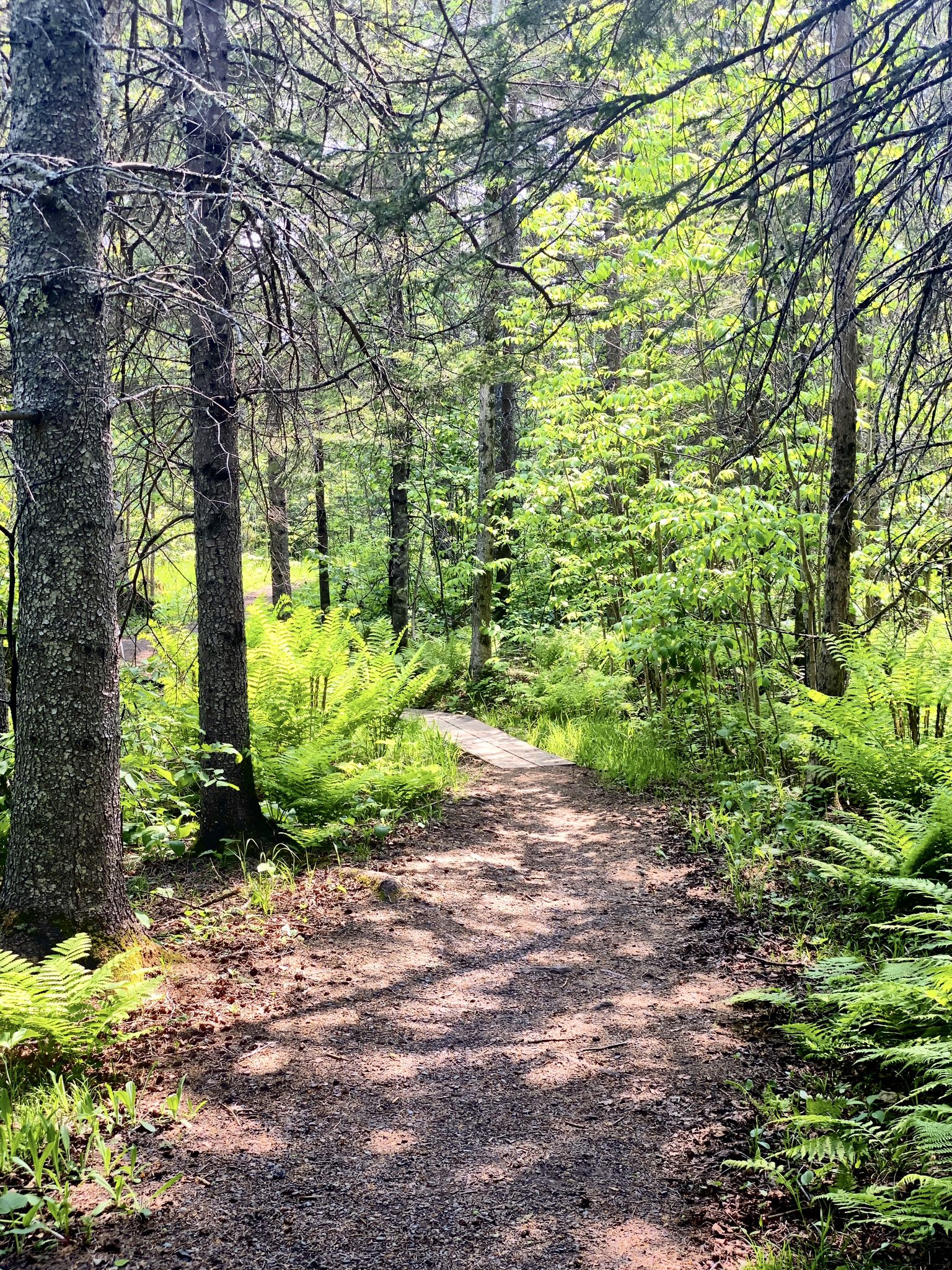 A sun-dappled forest path winds through lush green ferns and tall trees. - View from Carlton Peak loop from Lutsen SNA