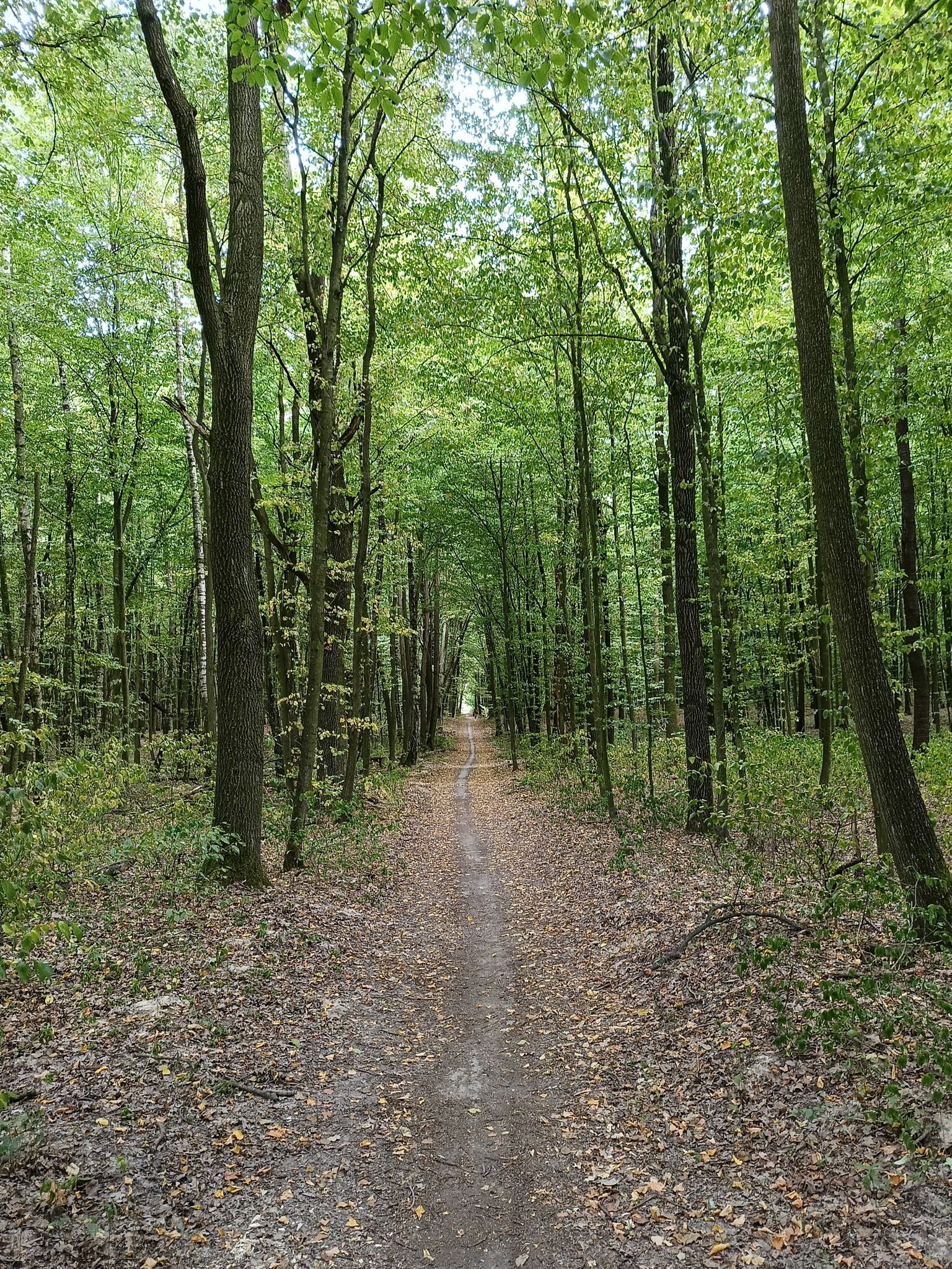 Droga leśna