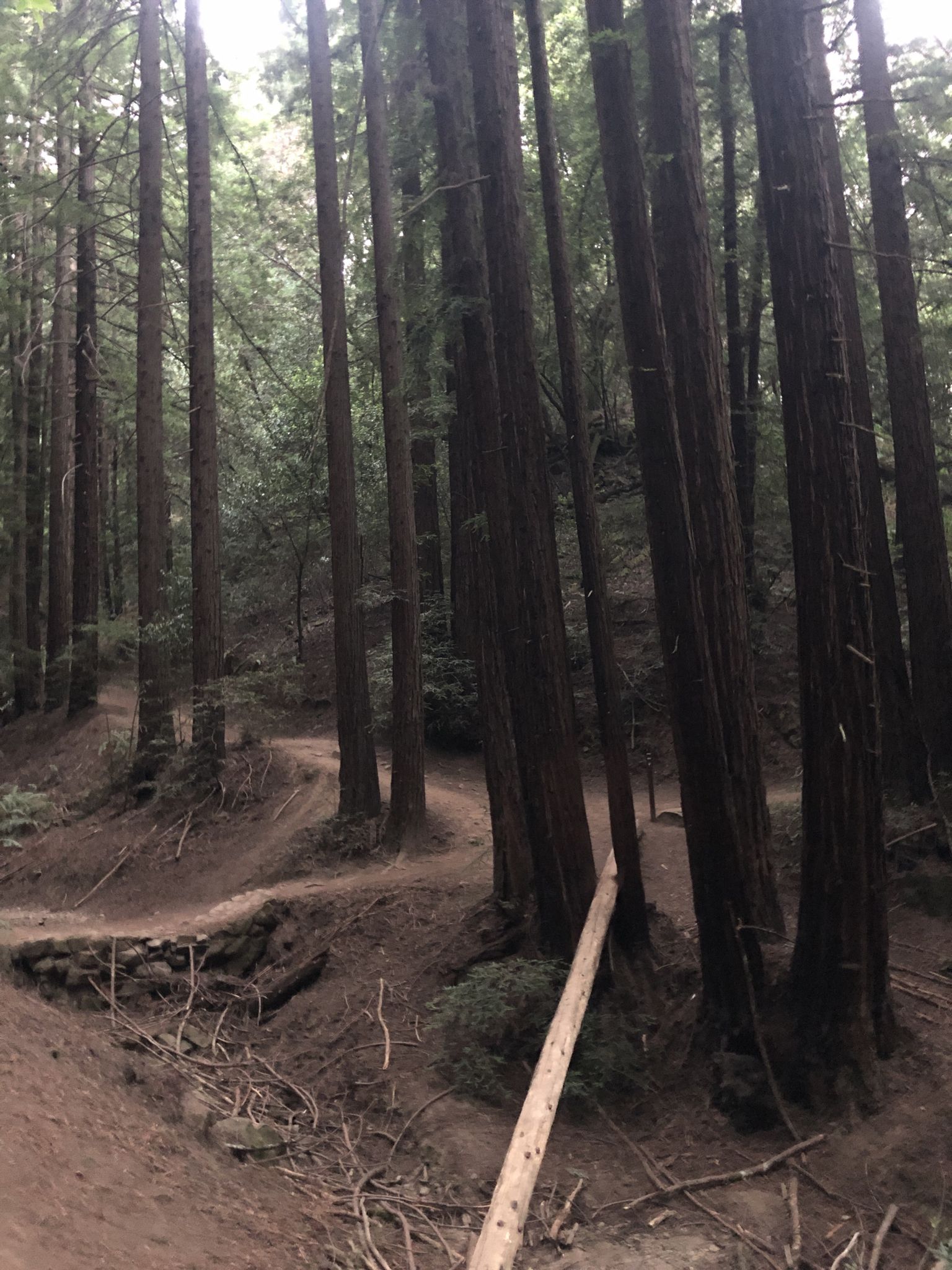 Winding dirt path through a dense forest of tall trees with a fallen log. - Bridgeview Trail – Old Canyon Trail loop from Leimert Bridge