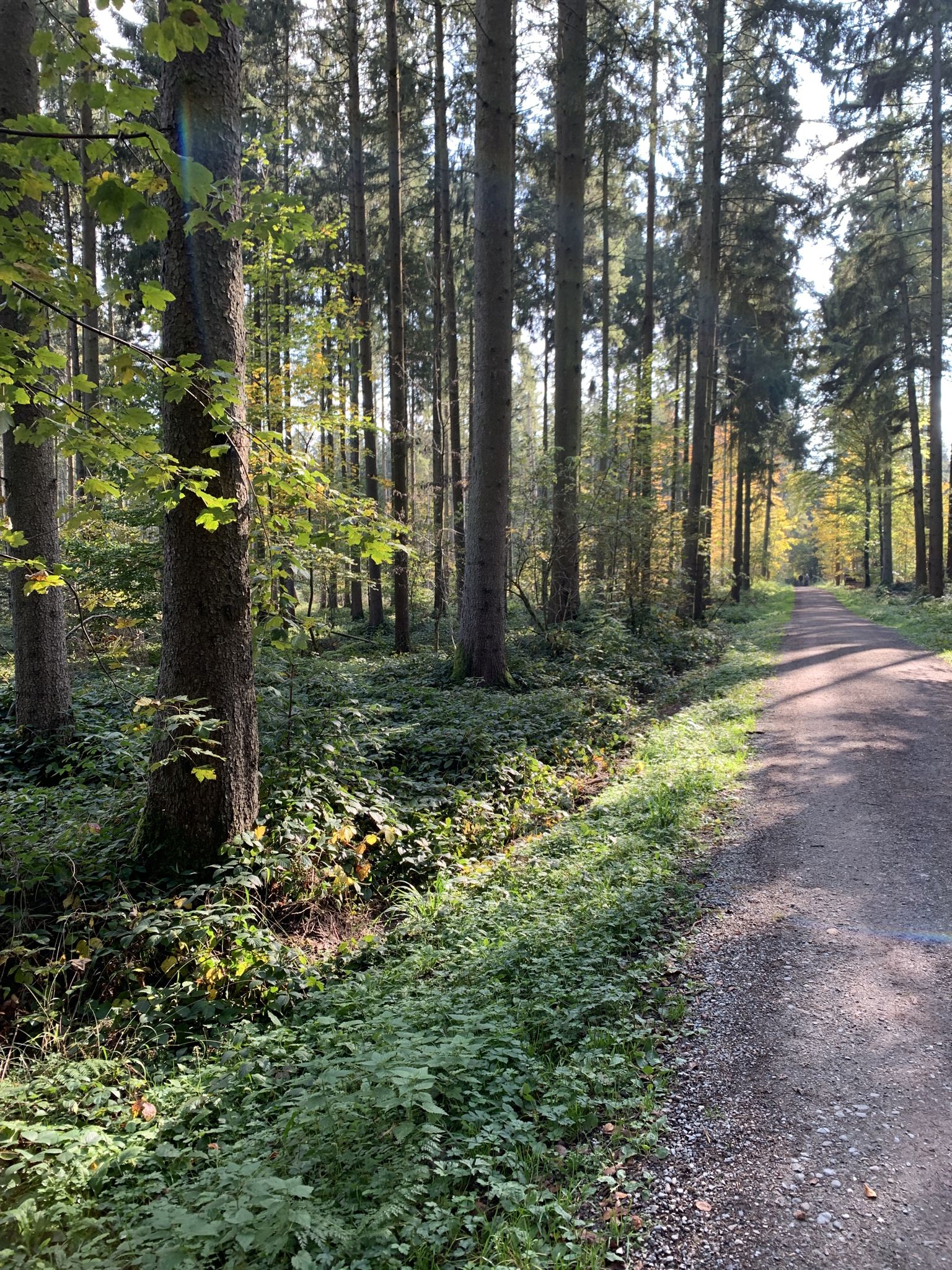 Heute durch den Burrenwald