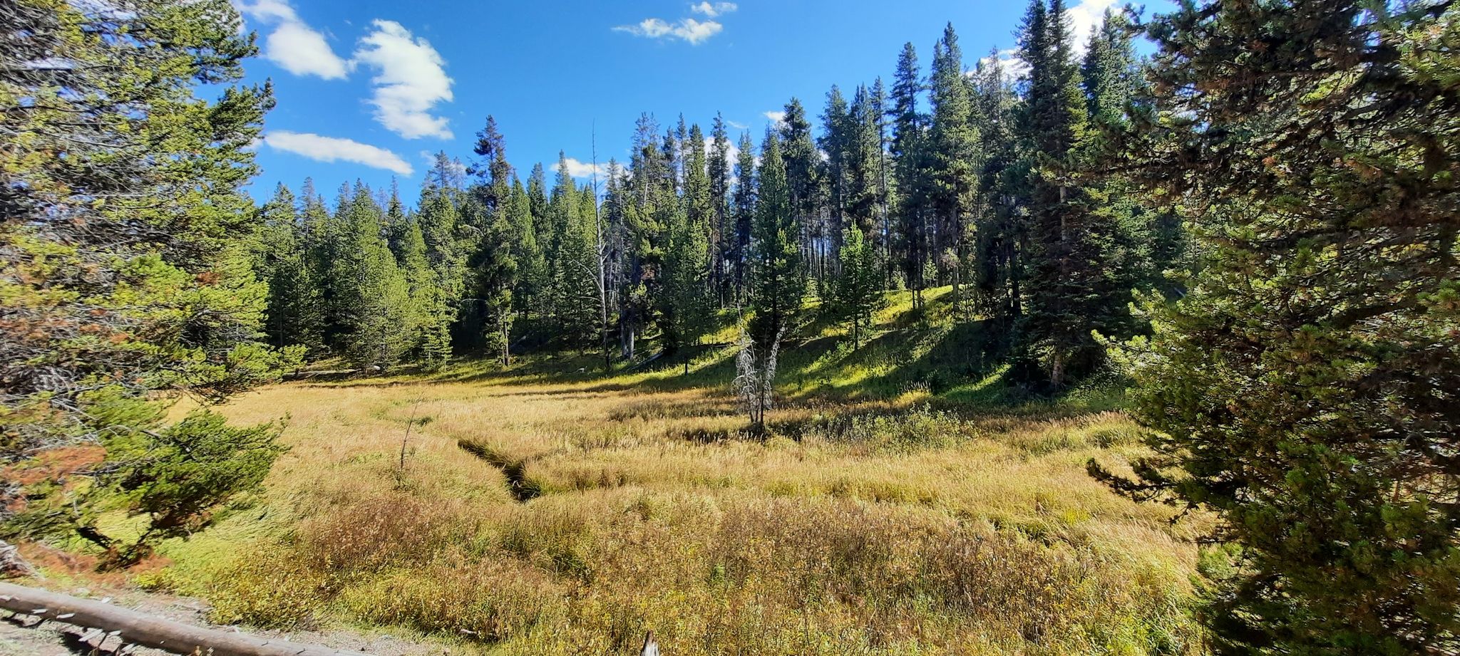 A sunlit golden meadow with a path, surrounded by tall pine trees. - Old Lake Road and Natural Bridge Trail