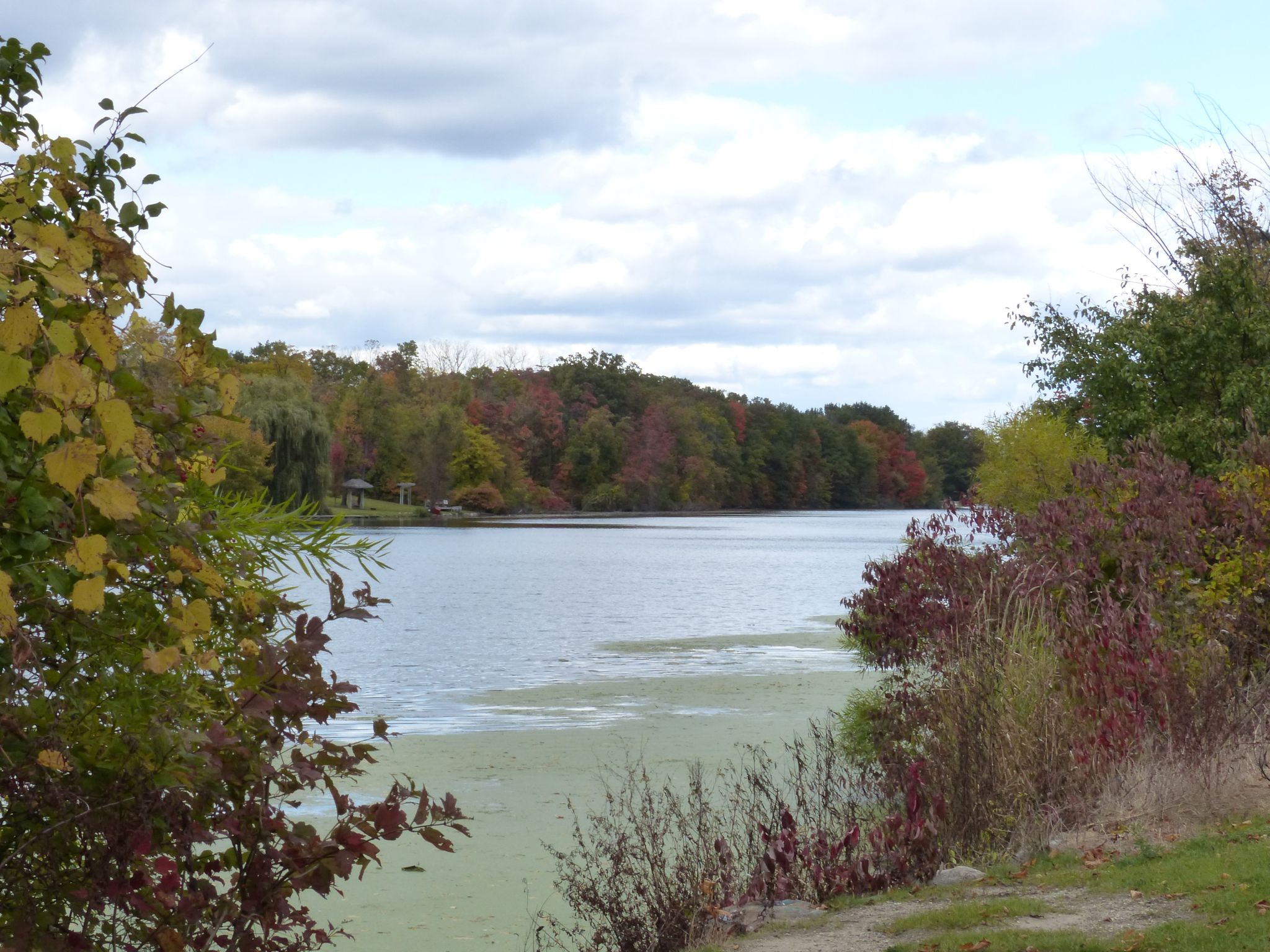 Calm lake with green algae, surrounded by trees displaying autumn colors. - Lansing River Trail