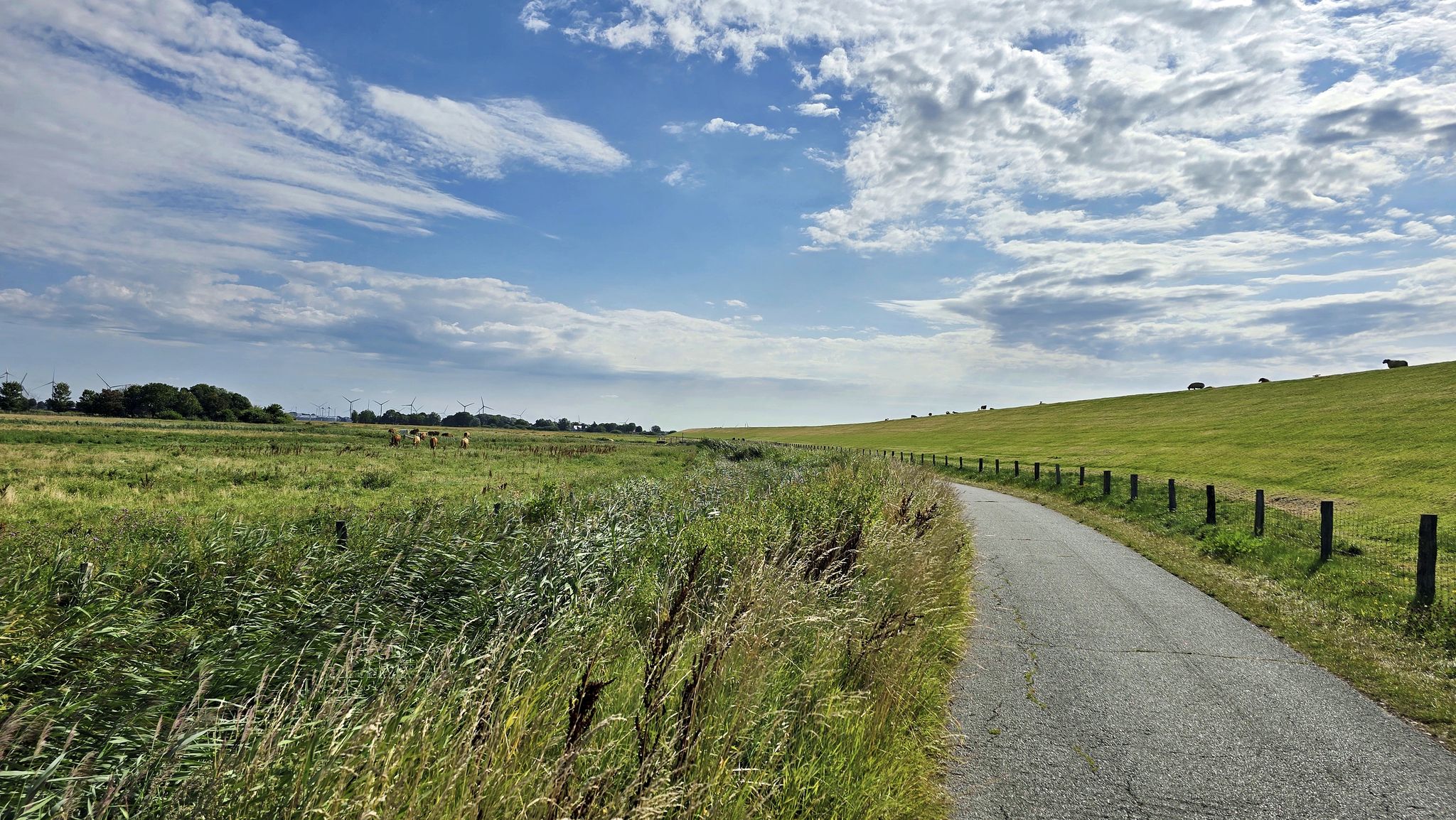 Befestigter Deichweg im Koogland
