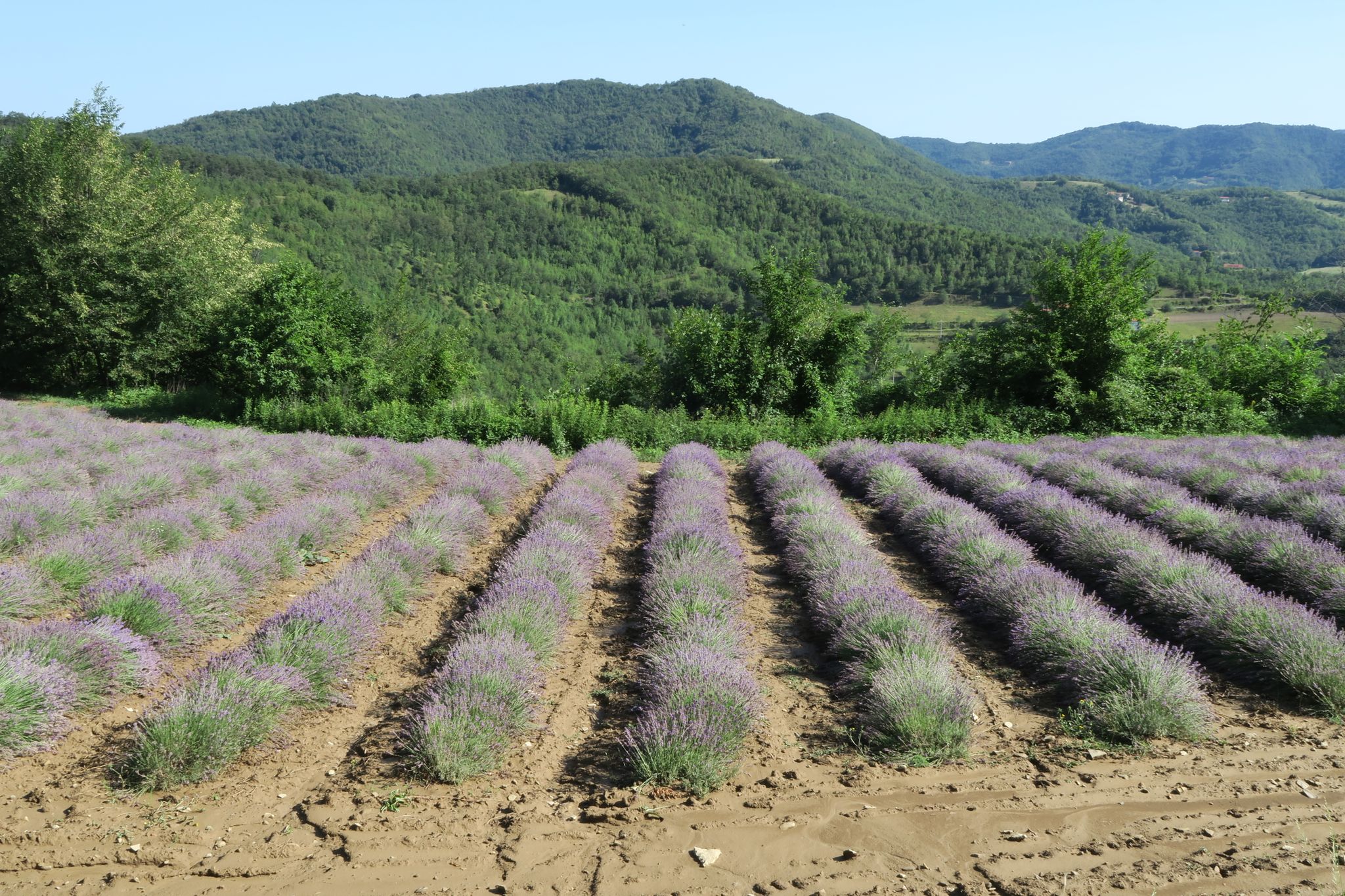 Campi di lavanda dopo Santa Giulia