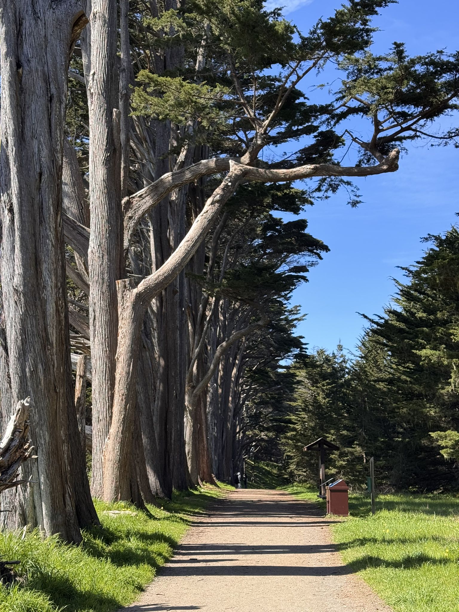 Dirt path lined by tall, ancient trees under a bright blue sky. - Pillar Point Bluffs – Halfmoon Bay Brewery loop from El Granada