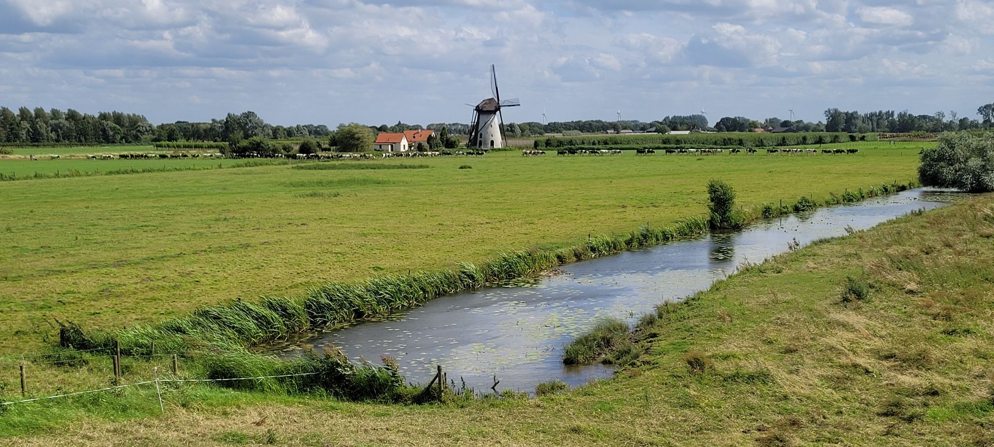 molen en koetje optocht