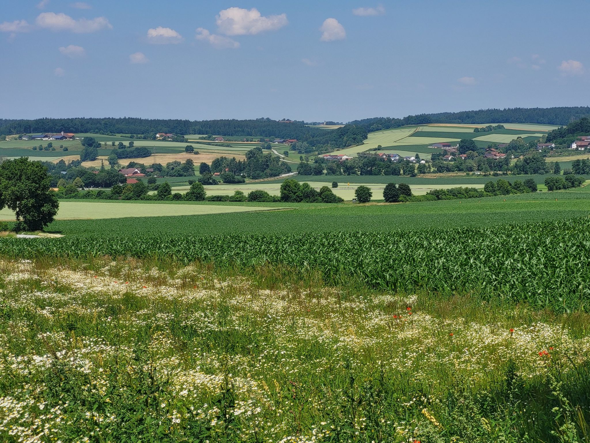 Weiblick von Reisat