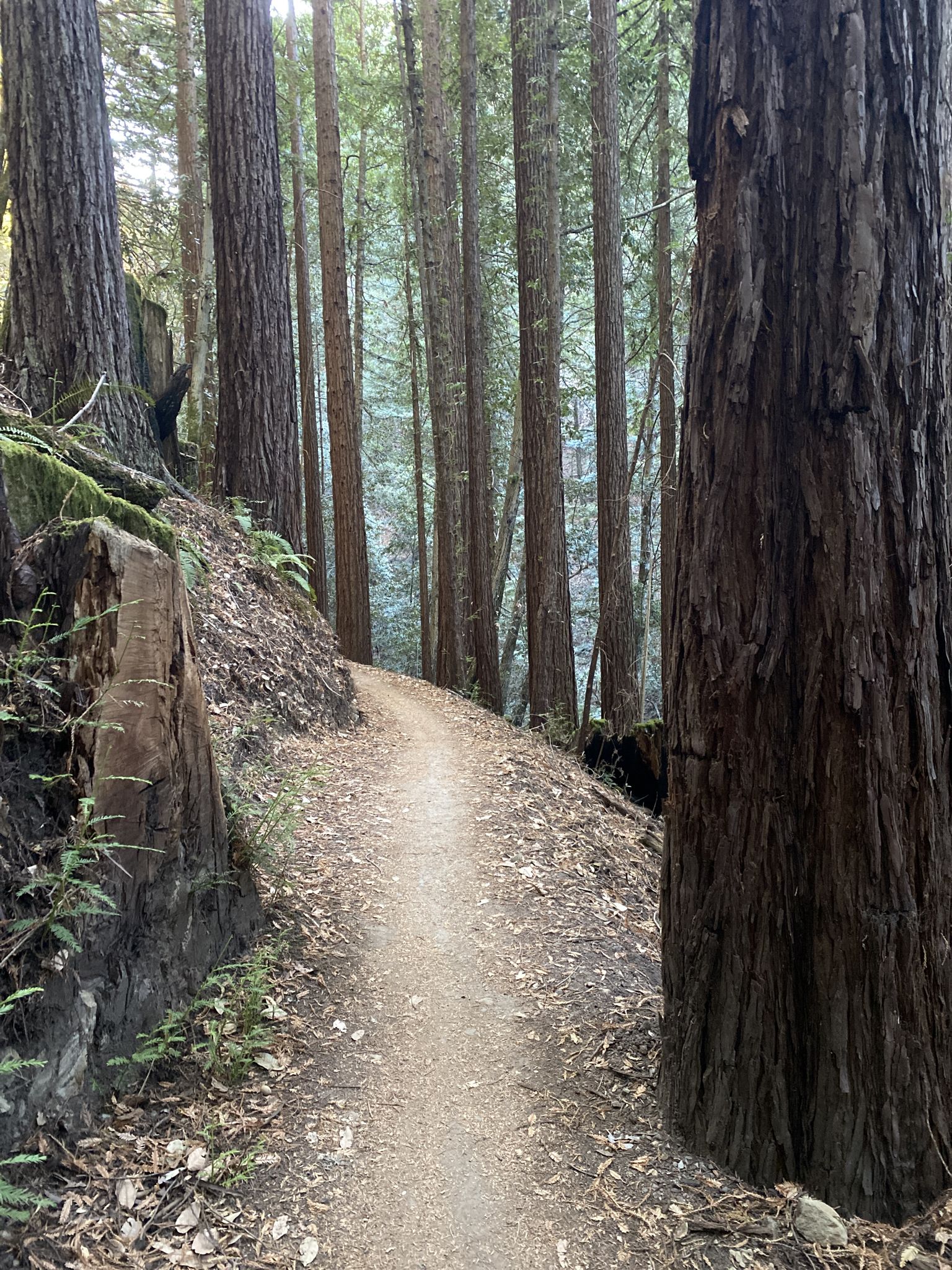 Narrow dirt trail winding uphill through a dense, tall forest. - Manzanita Trail – Blue Blossom Trail loop from Purisima Creek Redwoods Open Space Preserve