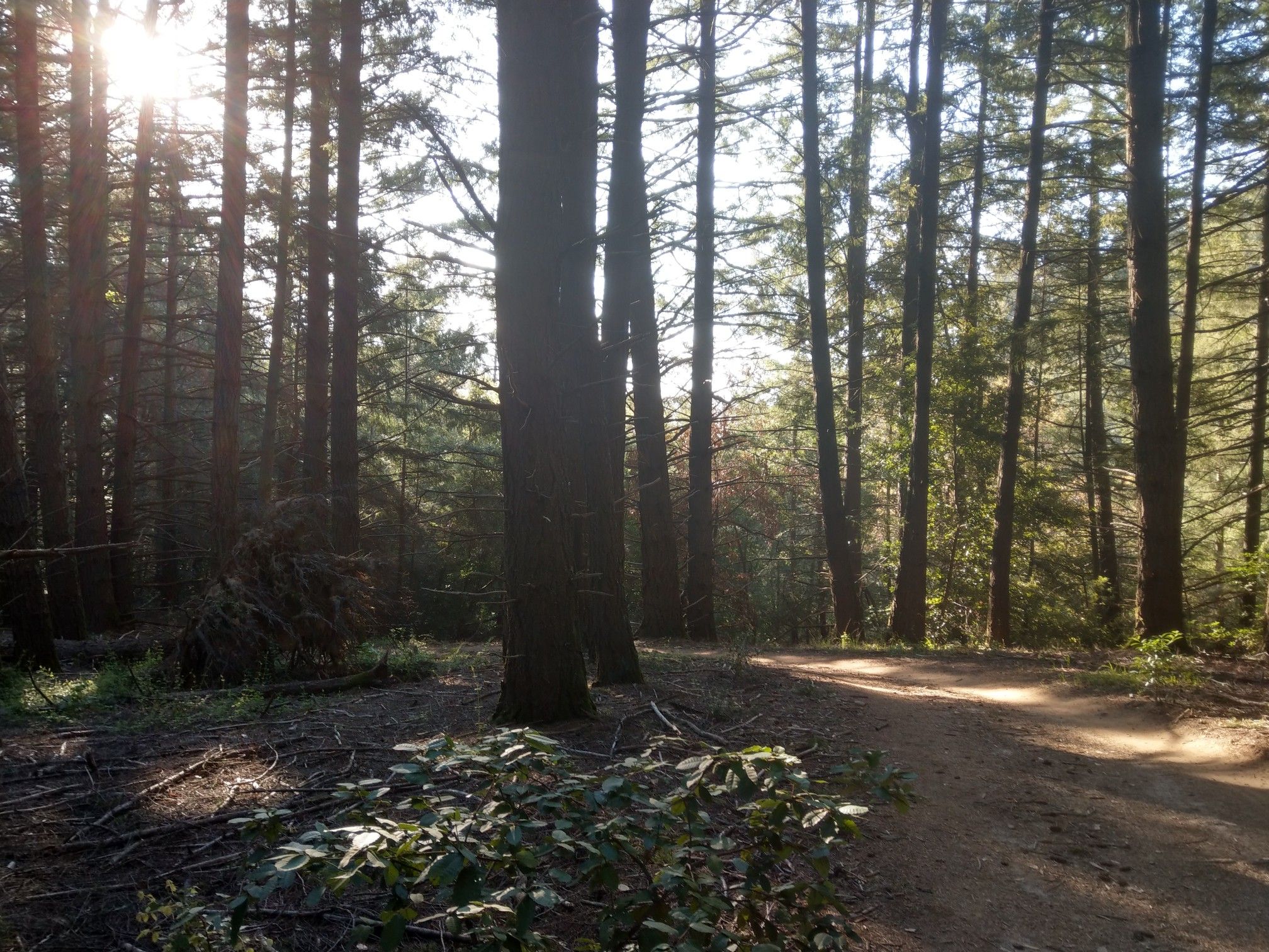 A sunlit dirt path winding through a dense forest of tall, straight trees. - Lake Ranch Reservoir – John Nicholas Trail Viewpoint loop from Sanborn County Park