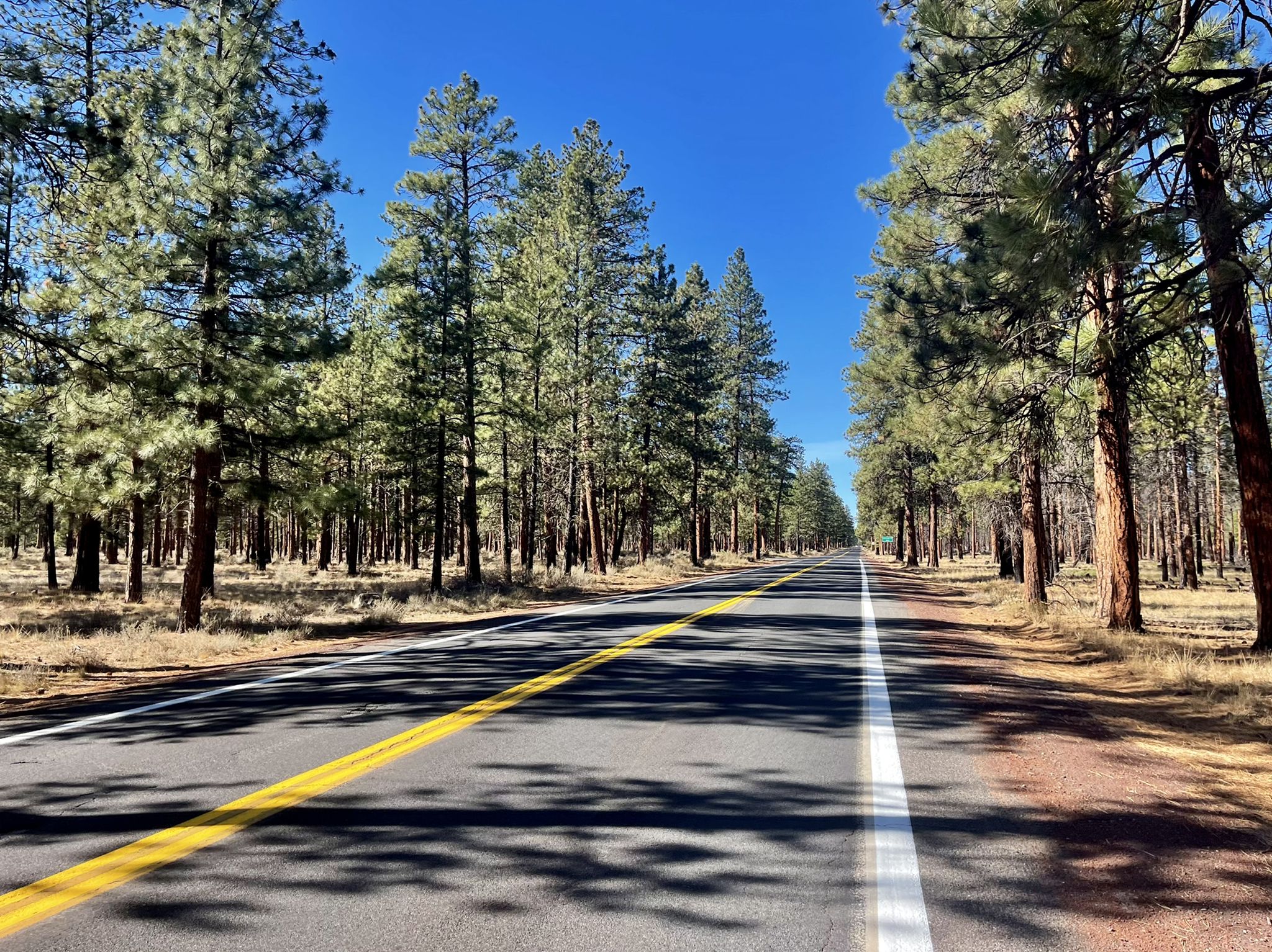 A straight road through a dense pine forest under a clear blue sky. - Sisters Scenic Bikeway Loop