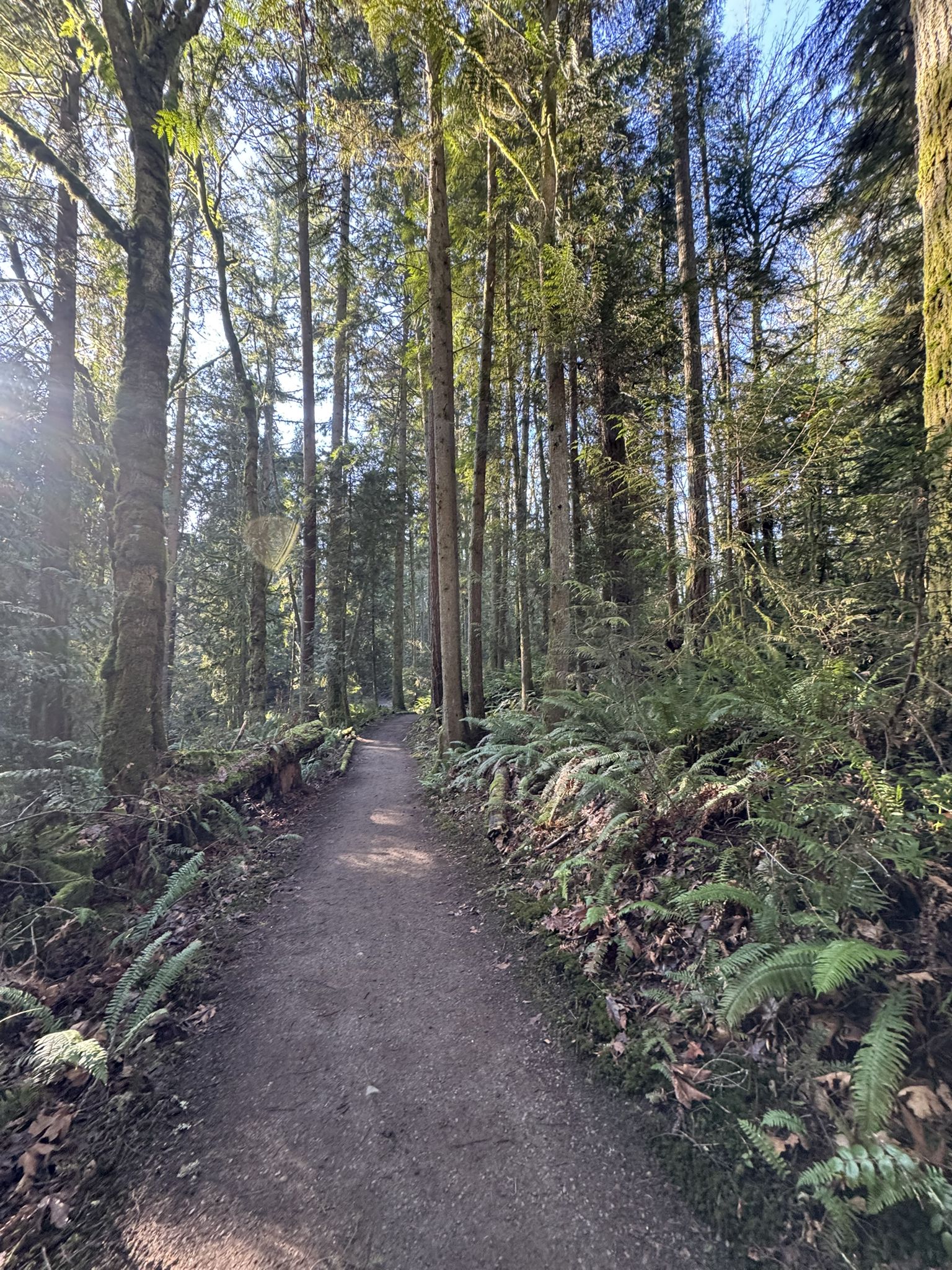 Straight dirt path through a dense forest with tall trees and ferns, bright sun. - Trillium Trail Loop