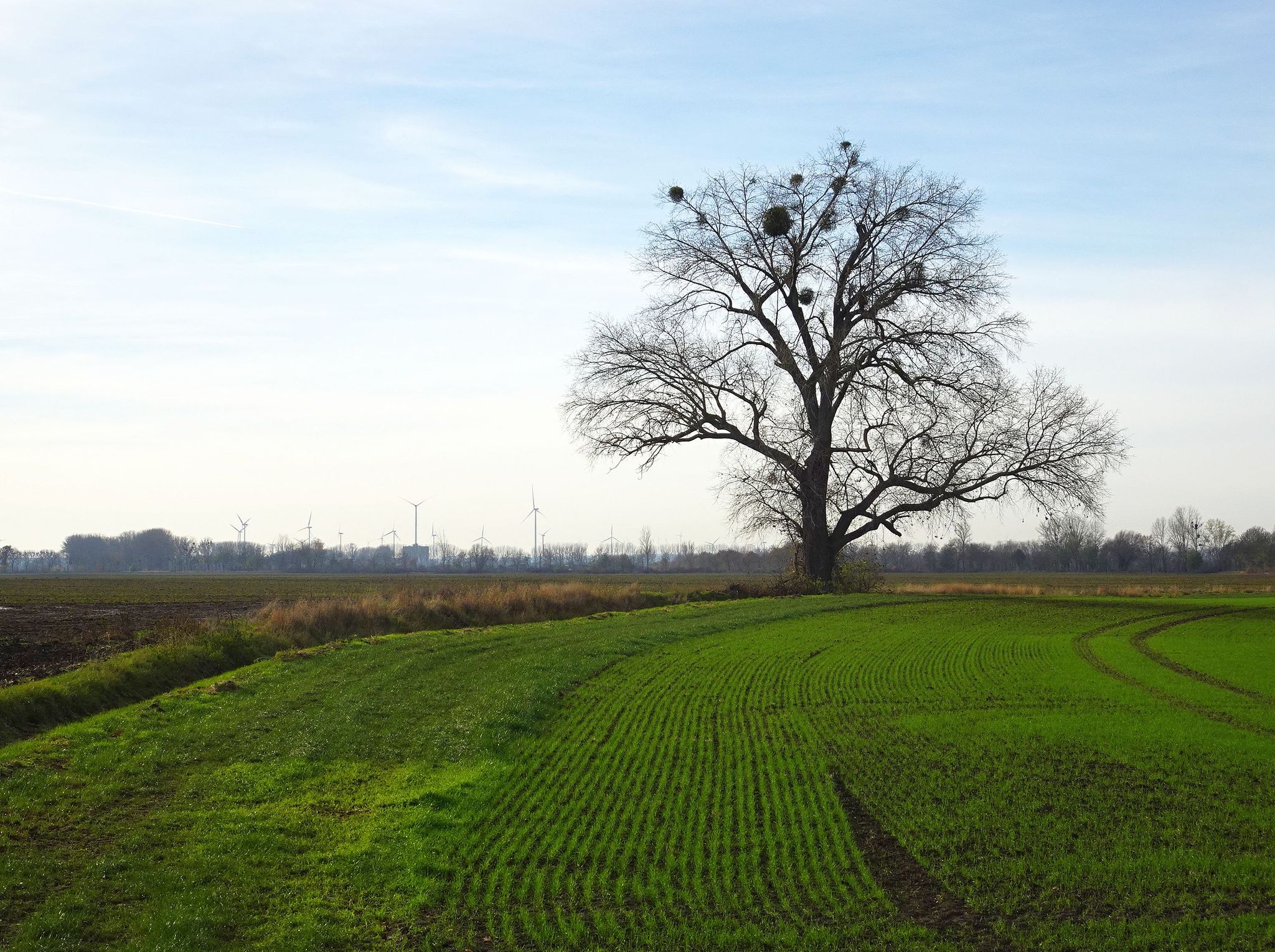 Einzelner Baum mit "Windradromantik" 😀