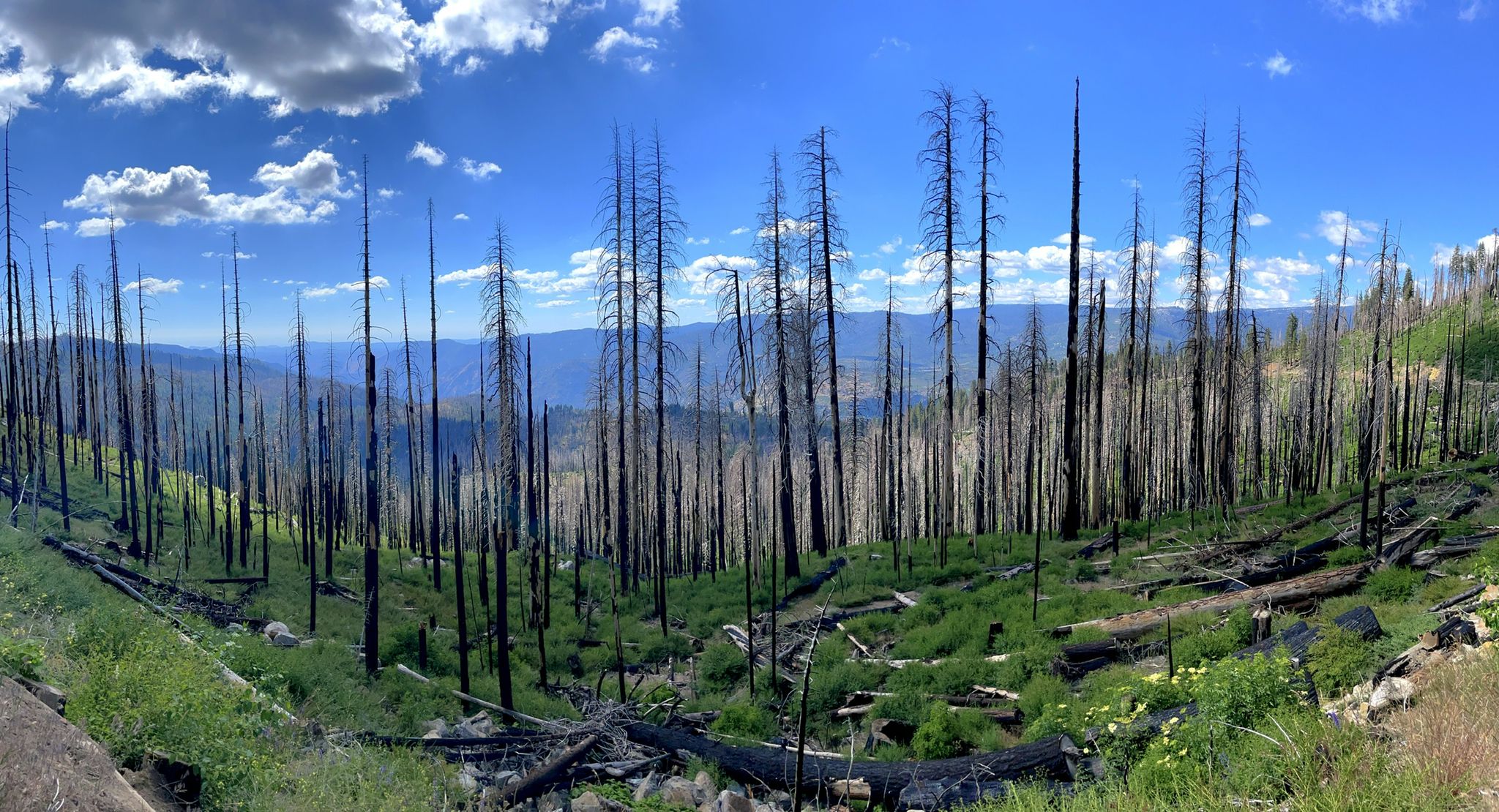 Panoramic view of a valley with many burnt trees and new green growth. - From the Yosemite Valley to Glacier Point and back
