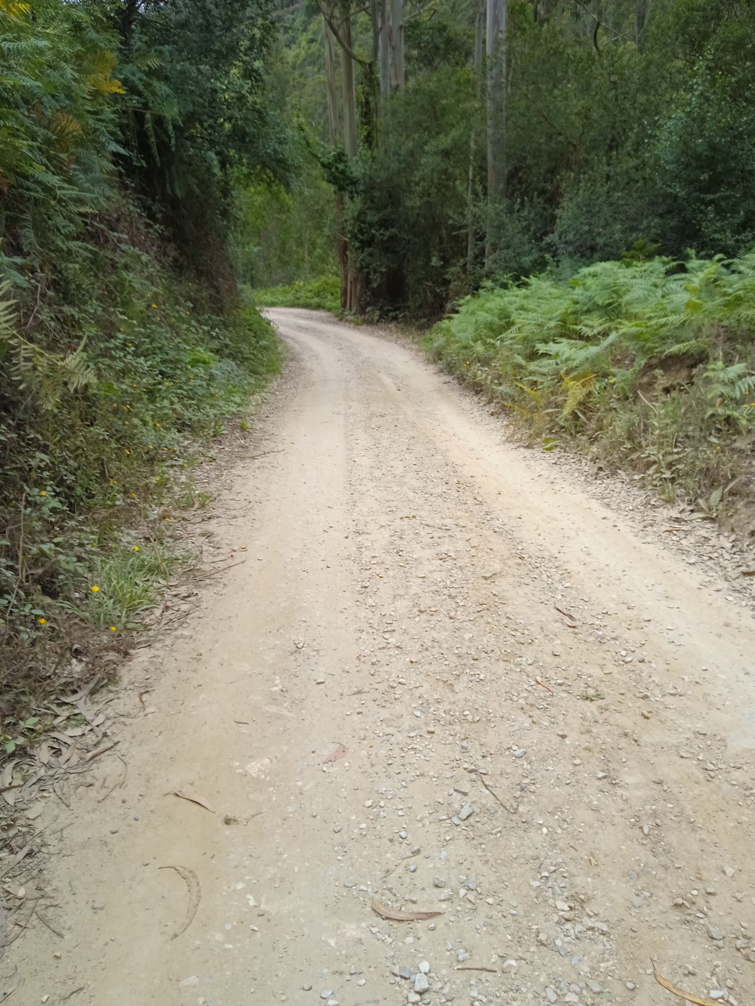 Camino hasta la Capilla