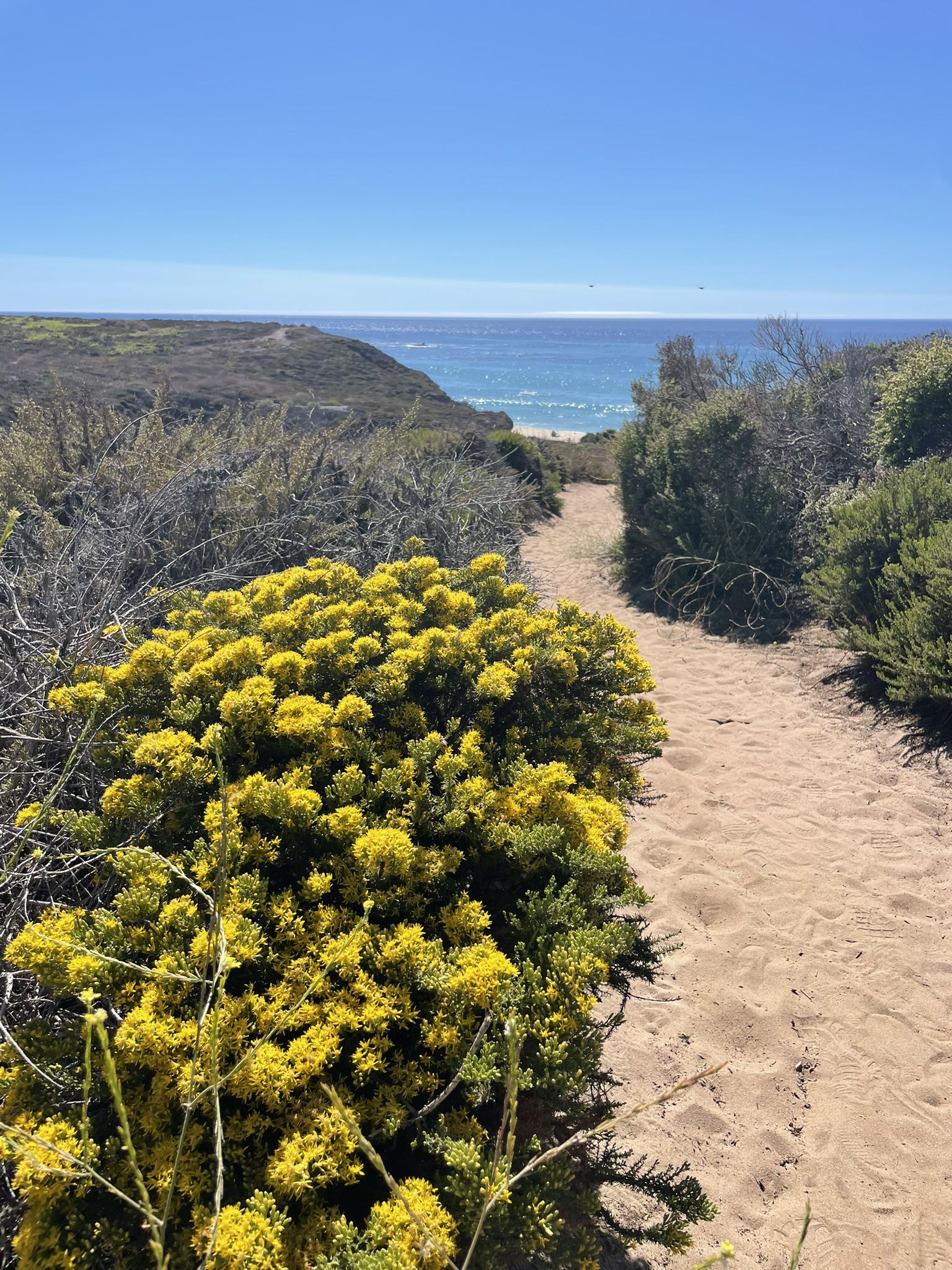 Sandy path winding through yellow flowers towards a bright blue ocean. - Calla Lily Valley Trail