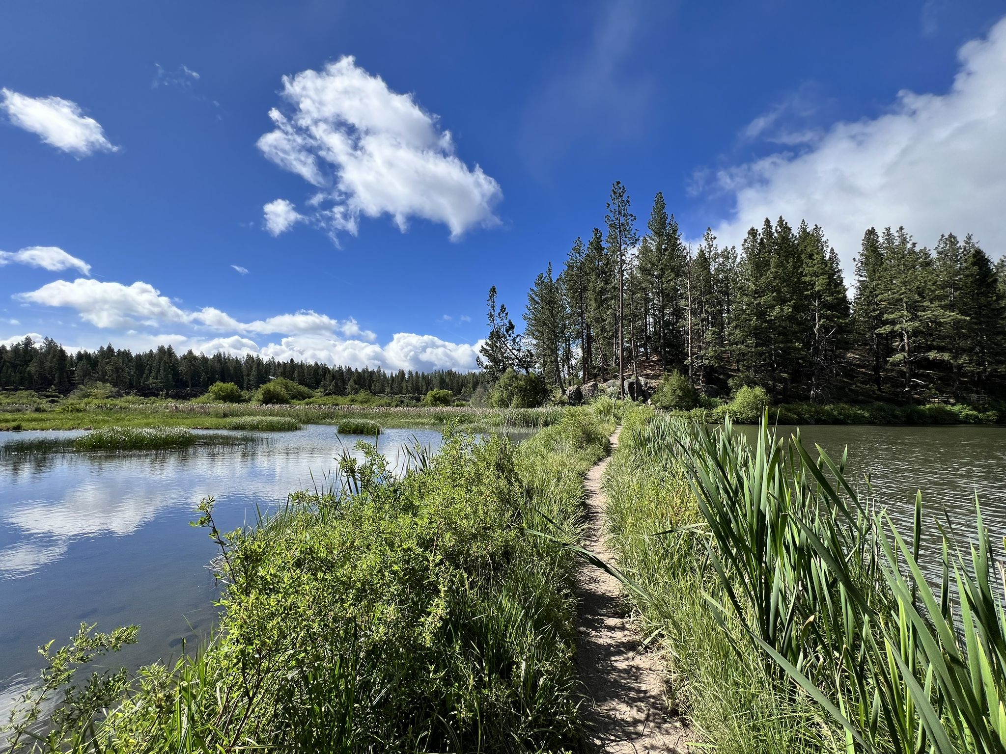 Narrow dirt path alongside a calm river, surrounded by green reeds. - Lava Island Views – Lava Island Views loop from Meadow Day Use Area