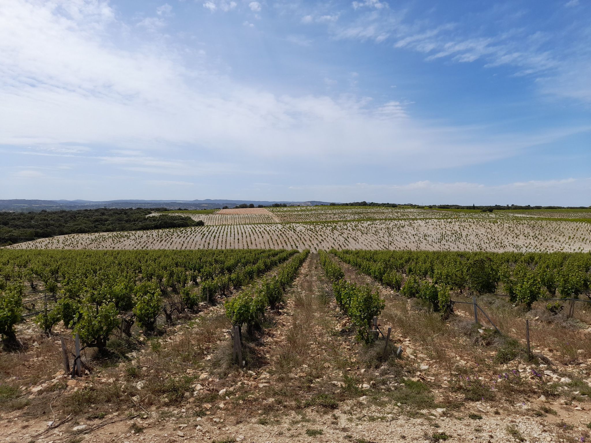 vignes