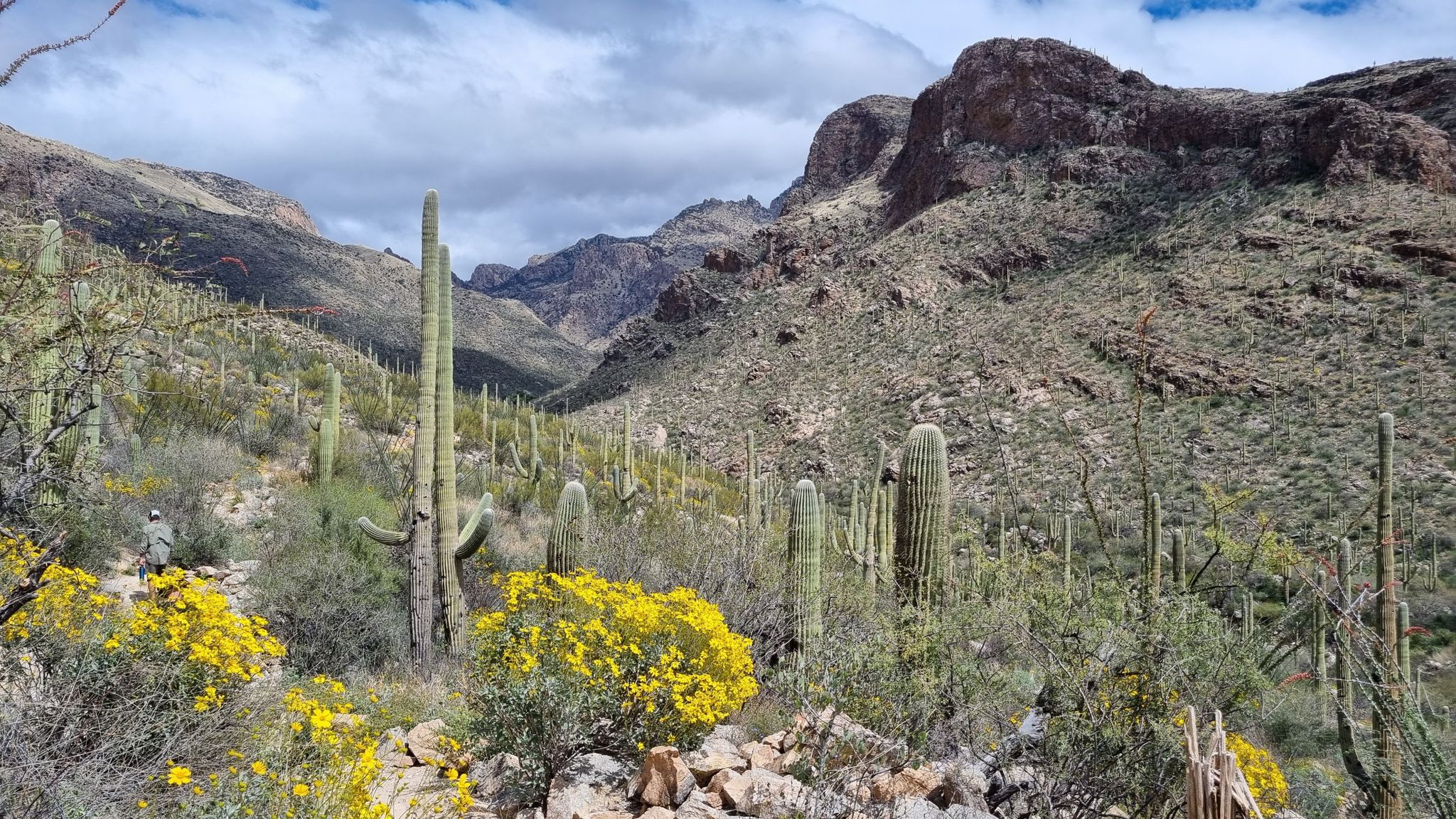 Desert path with saguaro cacti, yellow flowers, and distant mountains under cloudy sky. - Pima Canyon Trail #62