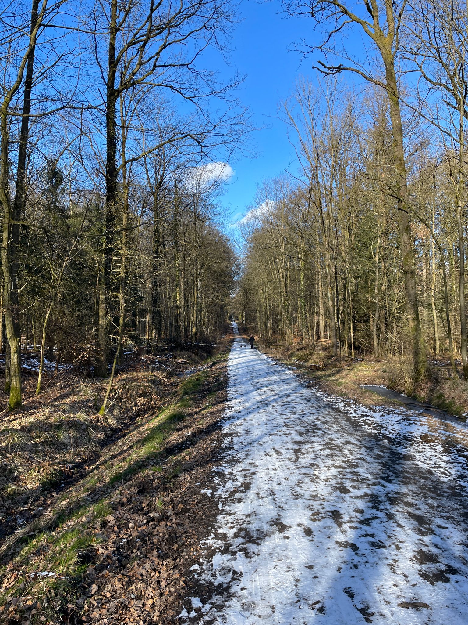 Im Wald 'Endern'