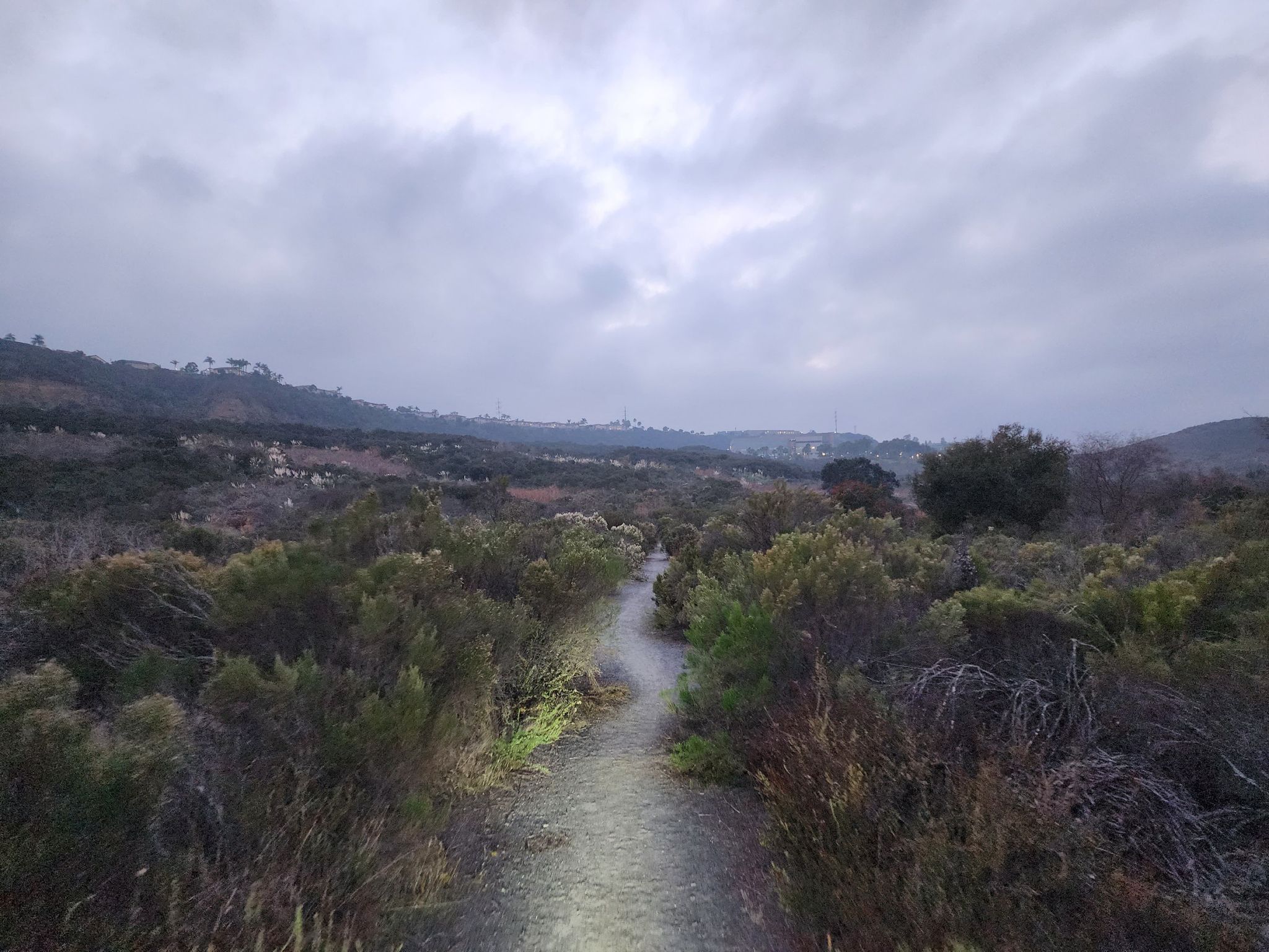 A narrow dirt path winds through dense, low bushes under a cloudy, dim sky. - Cypress Hill Flag Trail