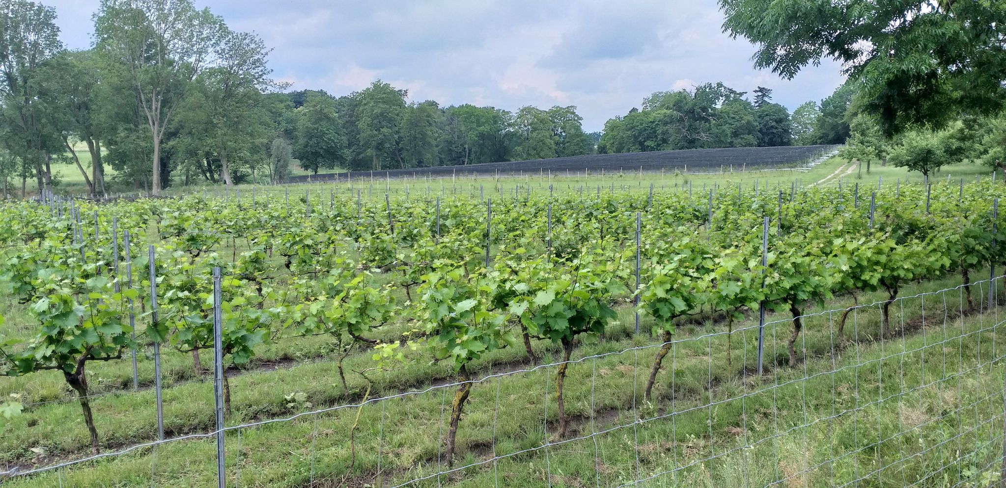 Wein in Rattey