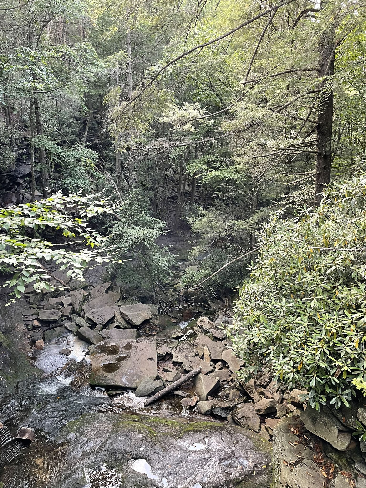 Rocky stream flowing through a dense, green forest under diffused light. - Balanced Rock, Cherry Lane, Shay Trace, and Elakala Loop