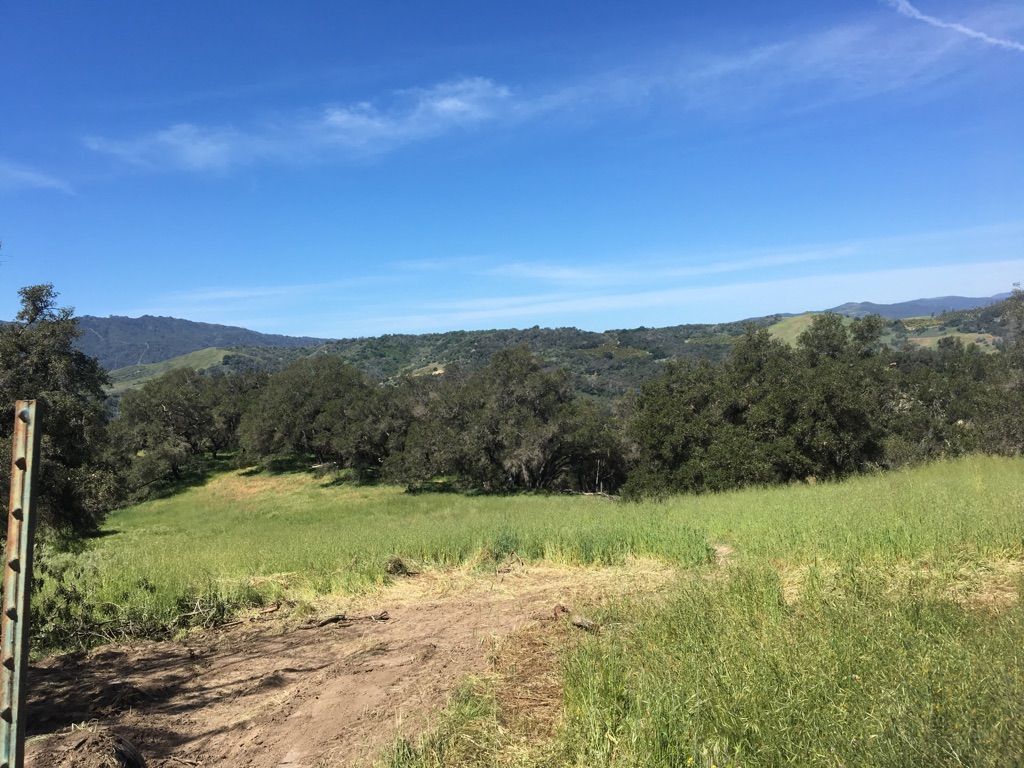 Sunny green field with scattered trees and distant rolling hills. - San Antonio Creek Bridge – View of Sulphur Mountain loop from Oak View