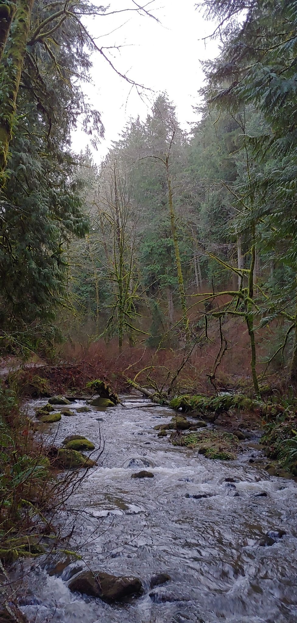 A stream flows through a mossy, dense forest on an overcast day. - Chuckanut Drive and Interurban Trail Loop