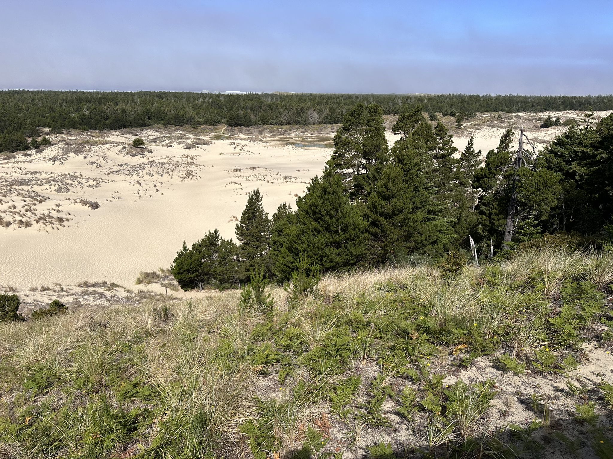 Wide view of sandy dunes with scattered trees and grassy foreground under bright sky. - Oregon Dunes Loop Trail