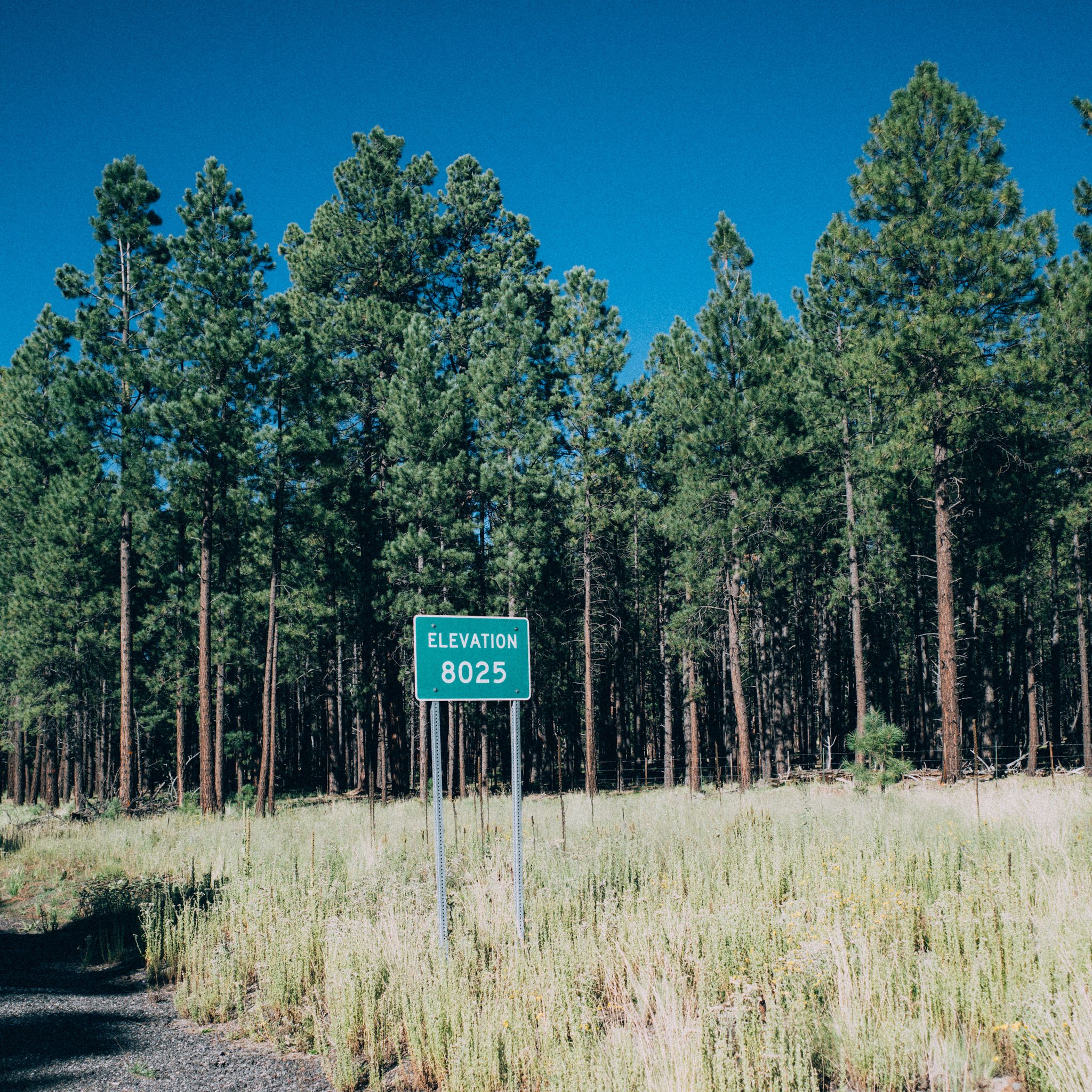 Green elevation sign among tall pine trees and dry grass under blue sky. - Humphrey's Peak View Picnic Area to Red Mountain Trailhead