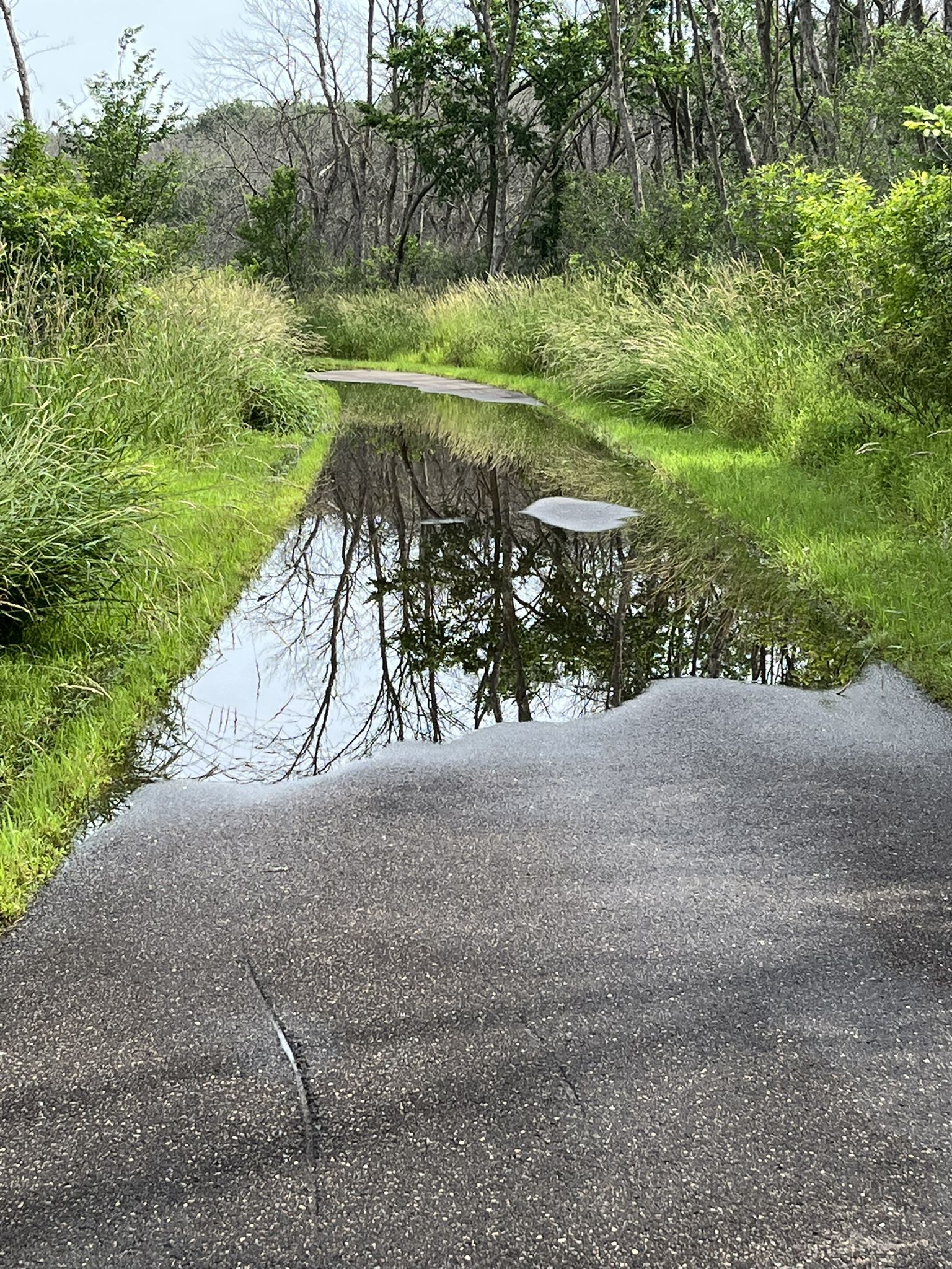 Paved path flooded with water reflecting trees, surrounded by green grass. - Rice Creek North Regional Trail