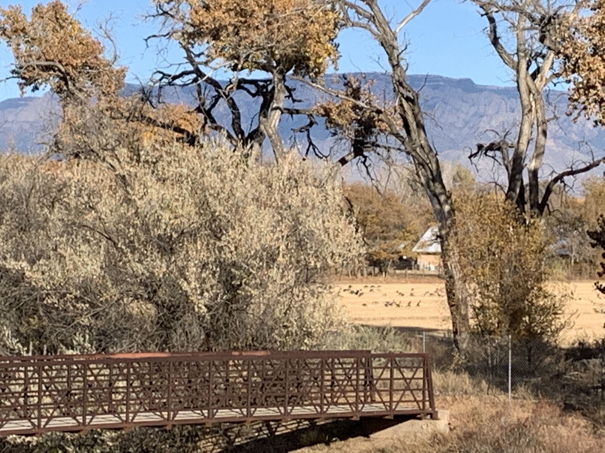 A metal bridge in autumn foliage with distant mountains under a blue sky. - Paseo del Bosque and Aldo Leopold Trail Loop