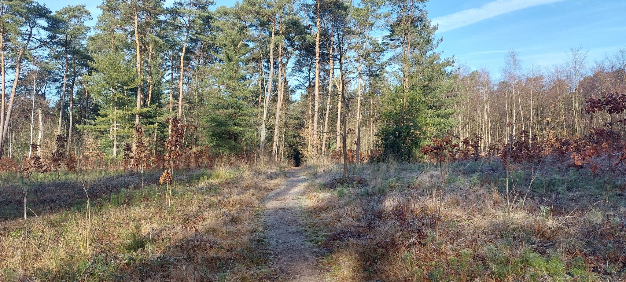 Auf der Lichtung