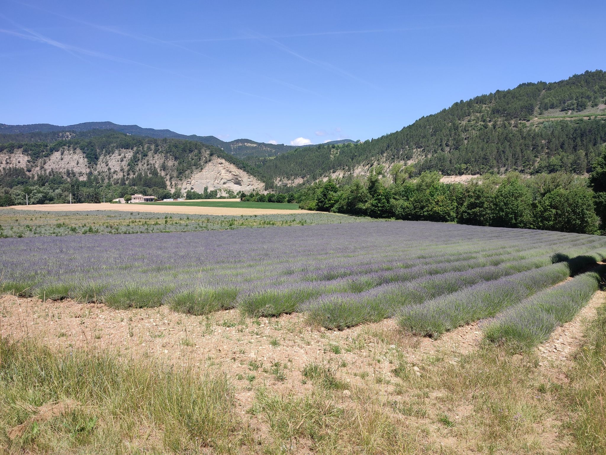 Lavendel