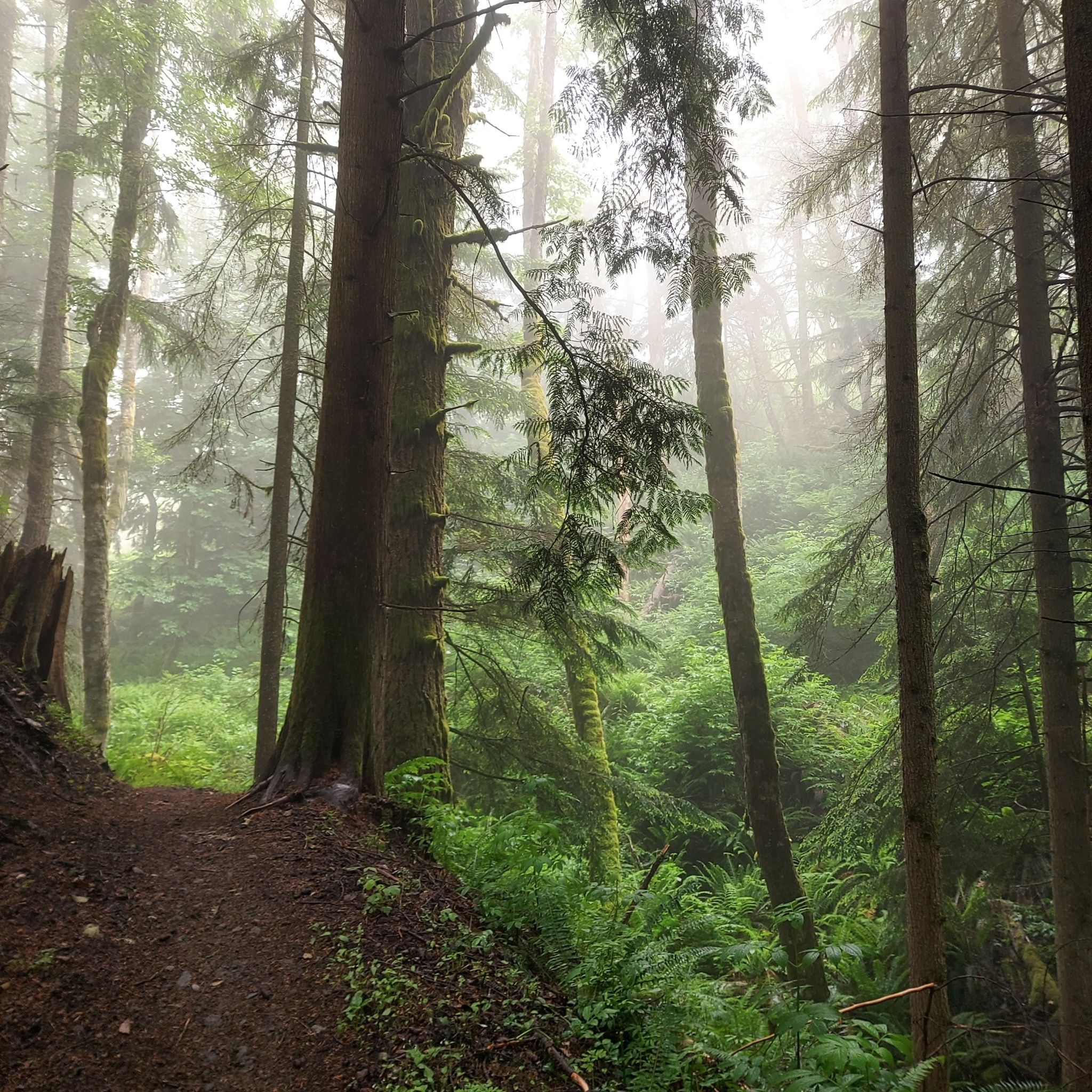 Misty, dense forest with tall trees and a narrow dirt path. - View of Lake Whatcom – Y Road Cycling Route loop from Big Rock Park