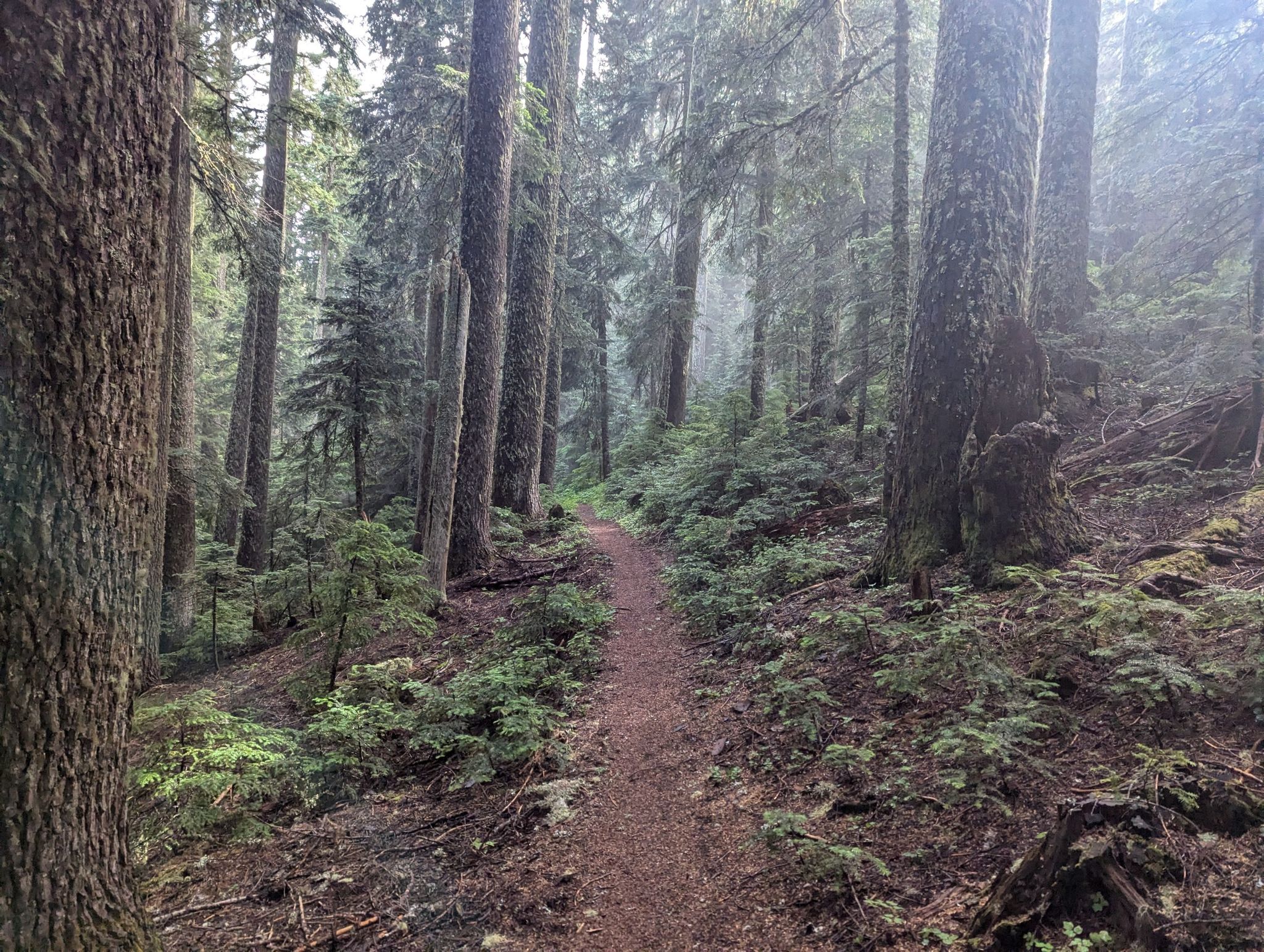 A winding dirt path through a dense, misty evergreen forest with diffused light. - Pacific Crest Trail and Barlow Pass Loop
