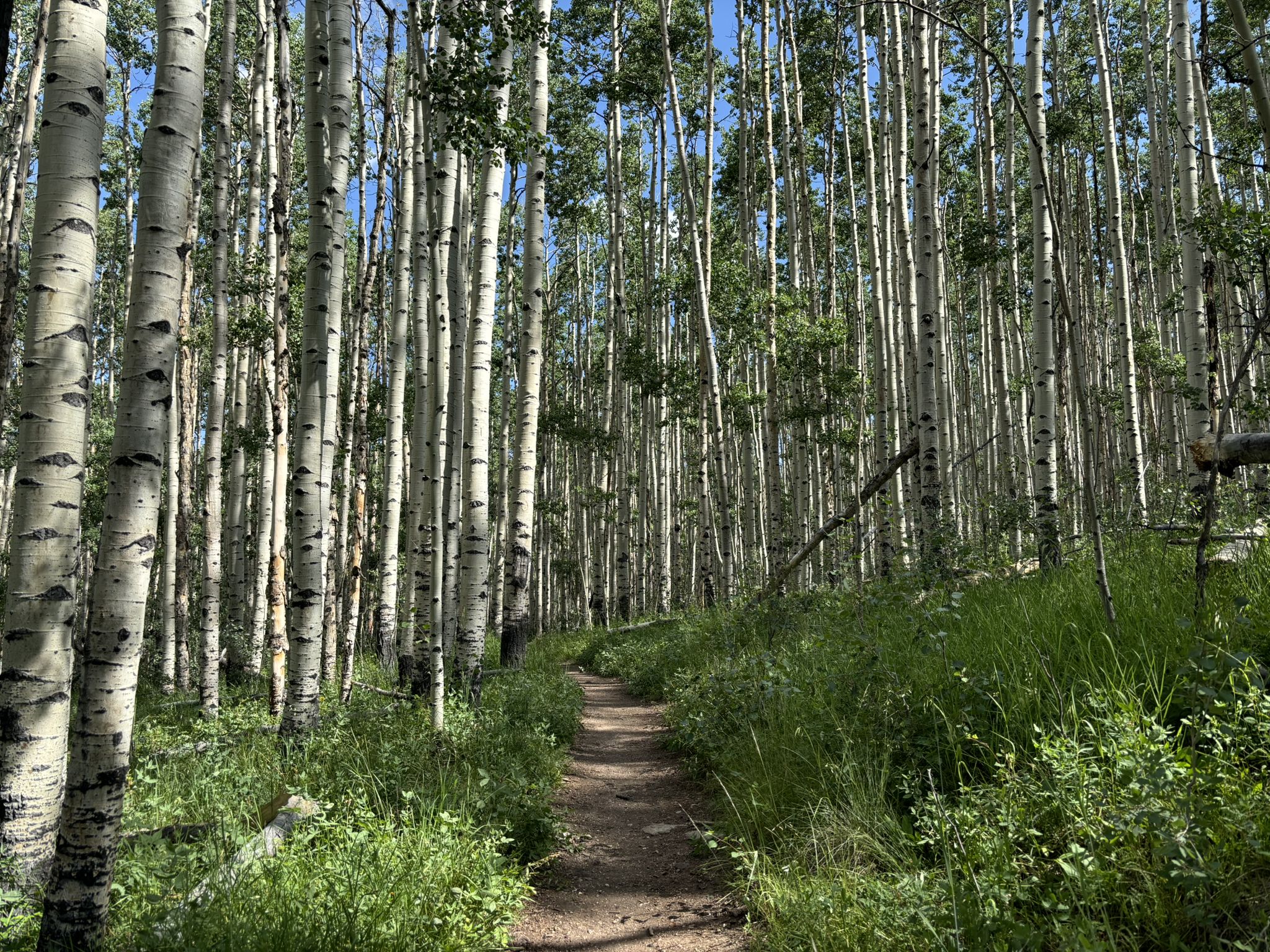 A narrow dirt path winds through a dense forest of tall aspen trees. - Kenosha Pass Overlook loop from Kenosha Pass
