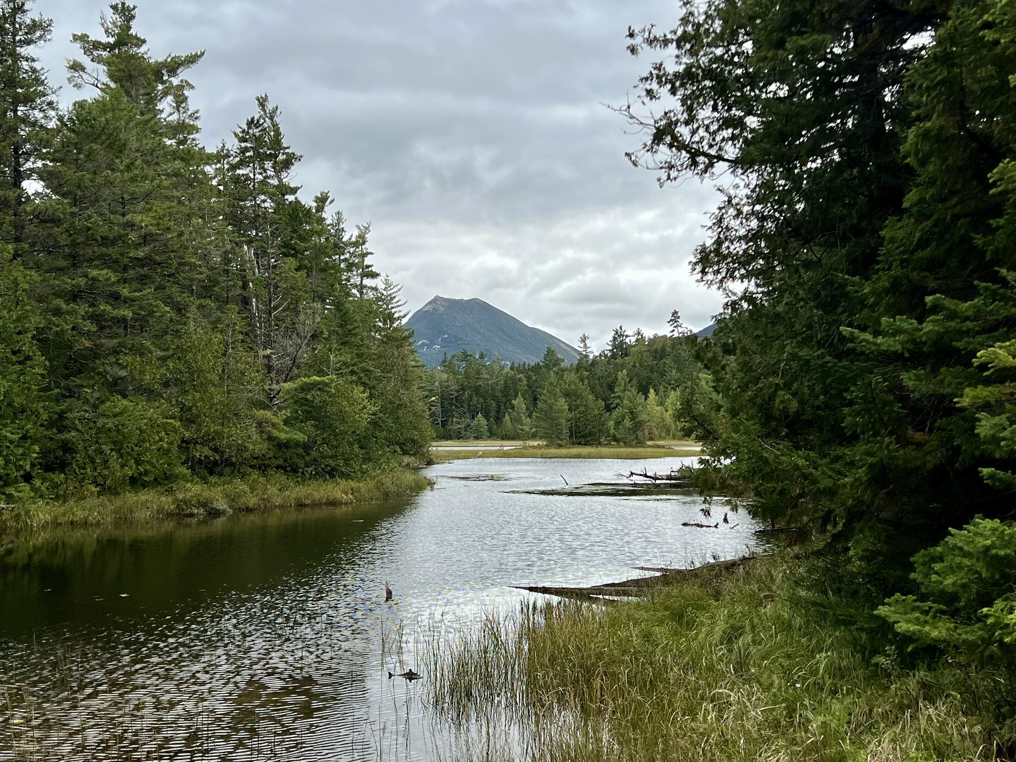 A winding river with tall grass, leading to a mountain and dense forest. - Grassy and Elbow Ponds Loop