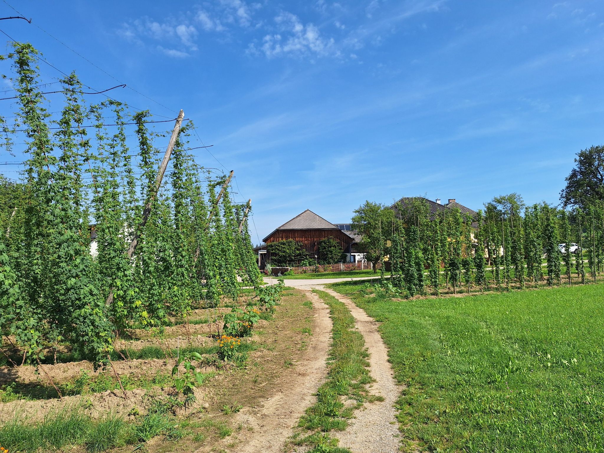 Hopfenbauer in Auberg