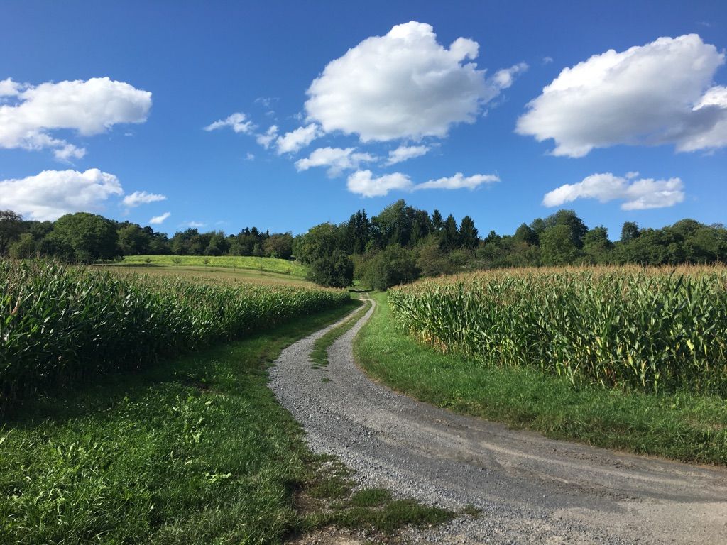 Maisfelder im August