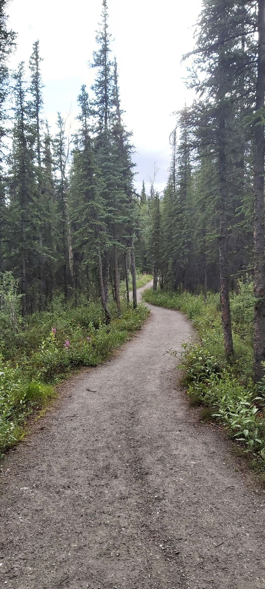 A dirt path winds through a dense evergreen forest under an overcast sky. - Mount Healy Overlook Trail & Taiga Loop