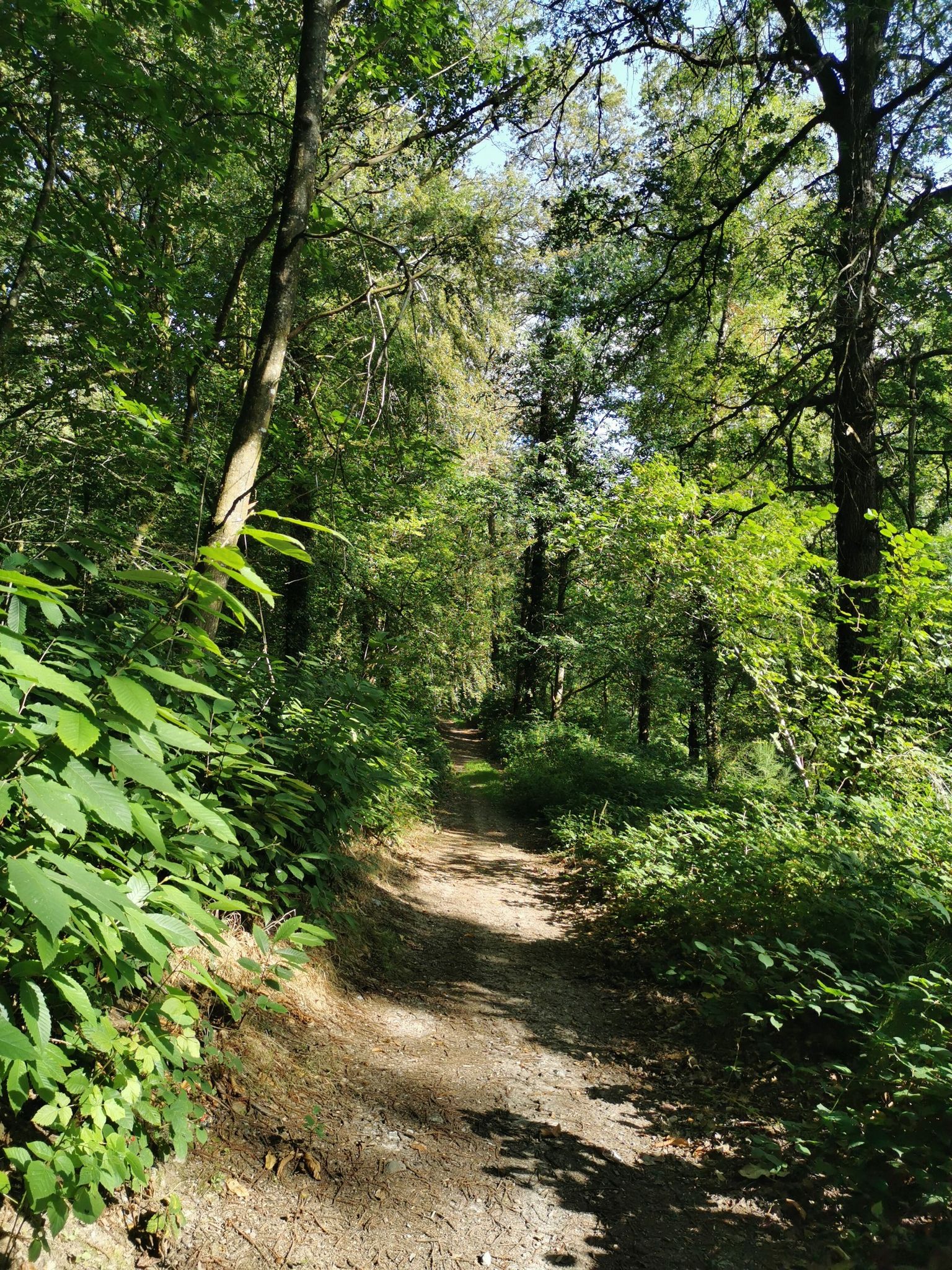 sous bois ombragés magnifiques