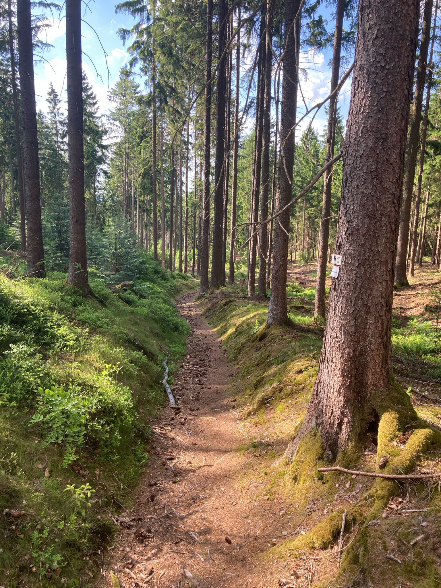 Eine feine Singletrailabfahrt zur Fensterbachquelle