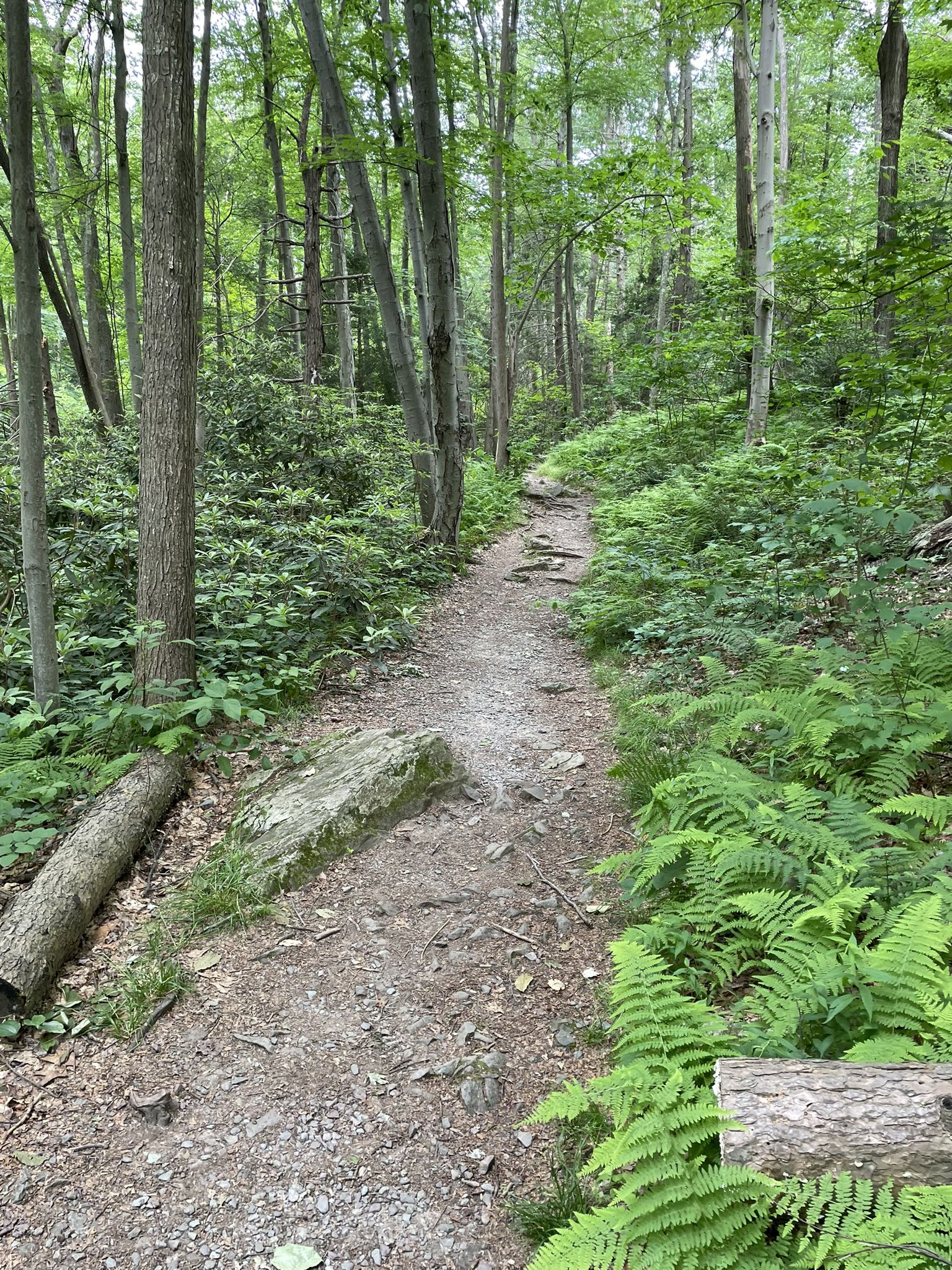 A narrow dirt path winds through a lush green forest with ferns. - Council Rock and Lookout Rock